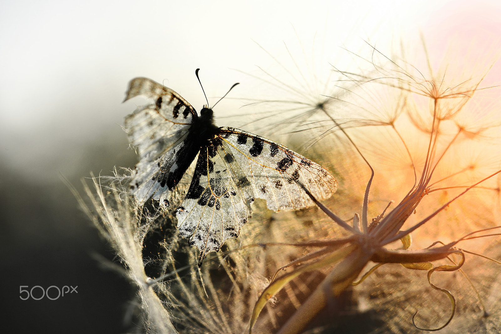 Nikon D810 + Nikon AF-S Micro-Nikkor 105mm F2.8G IF-ED VR sample photo. Butterfly photography