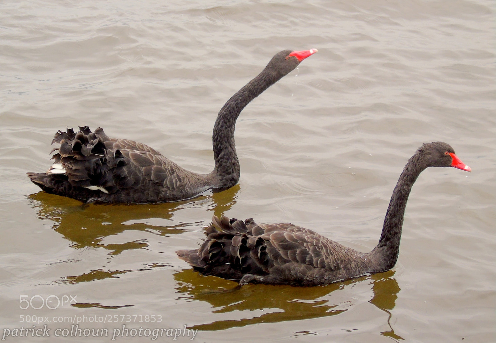 Sony Cyber-shot DSC-H400 sample photo. Black swans photography