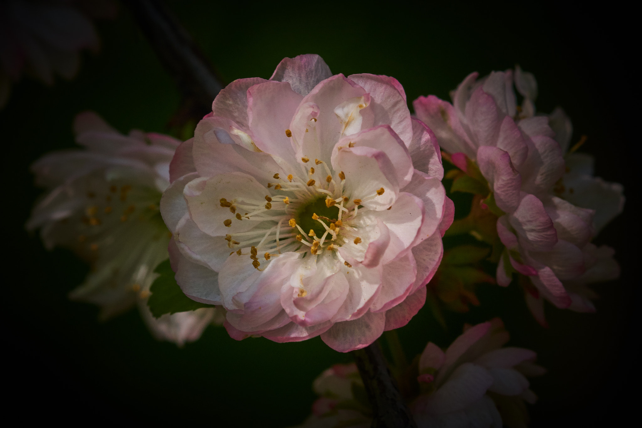 Sony SLT-A77 sample photo. *** photography