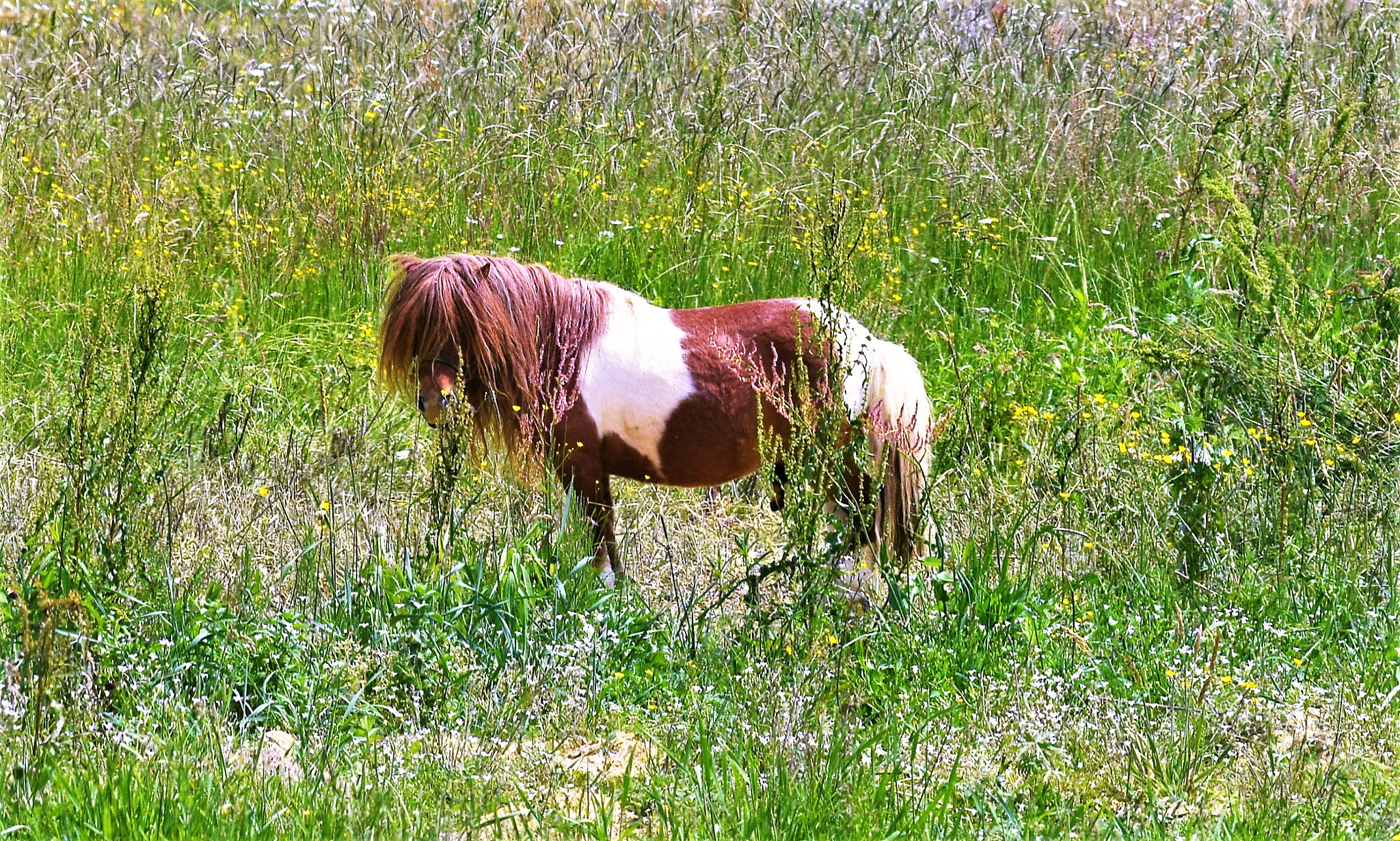 Nikon D3300 sample photo. Pony photography