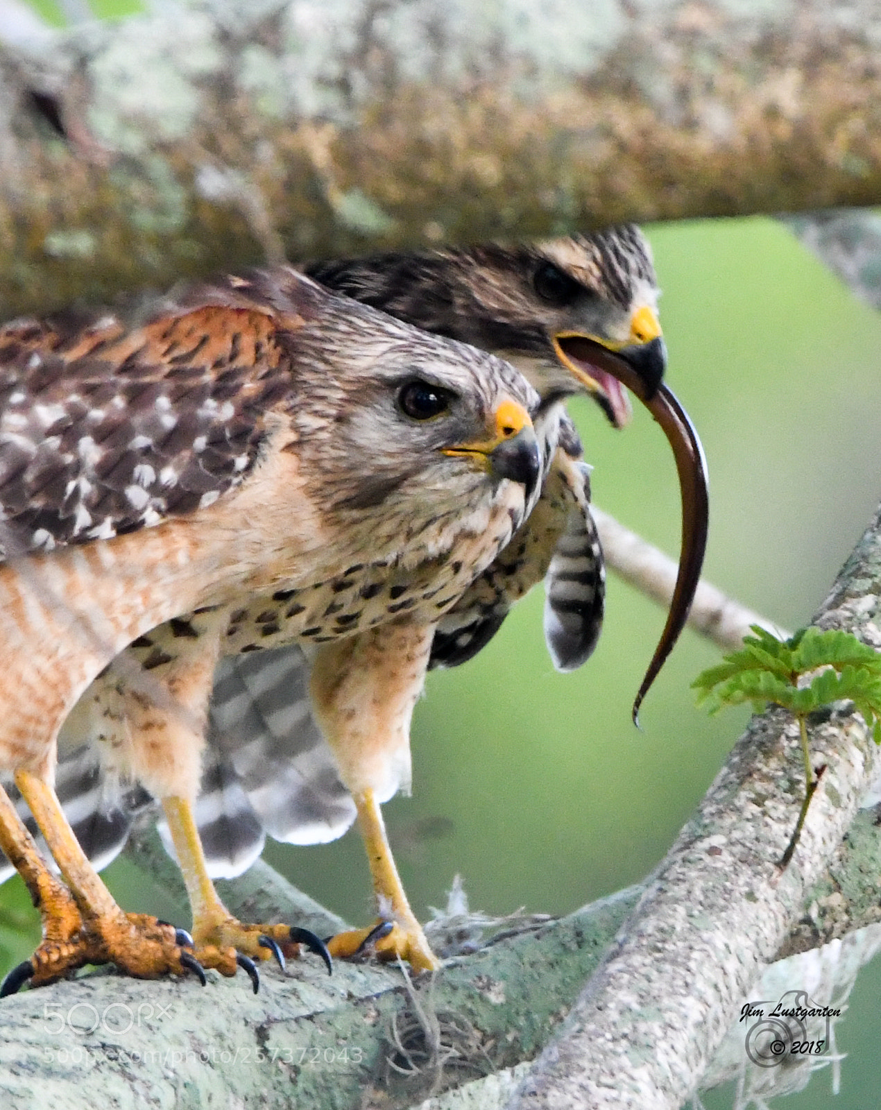 Nikon D500 sample photo. Red shouldered hawk eating photography