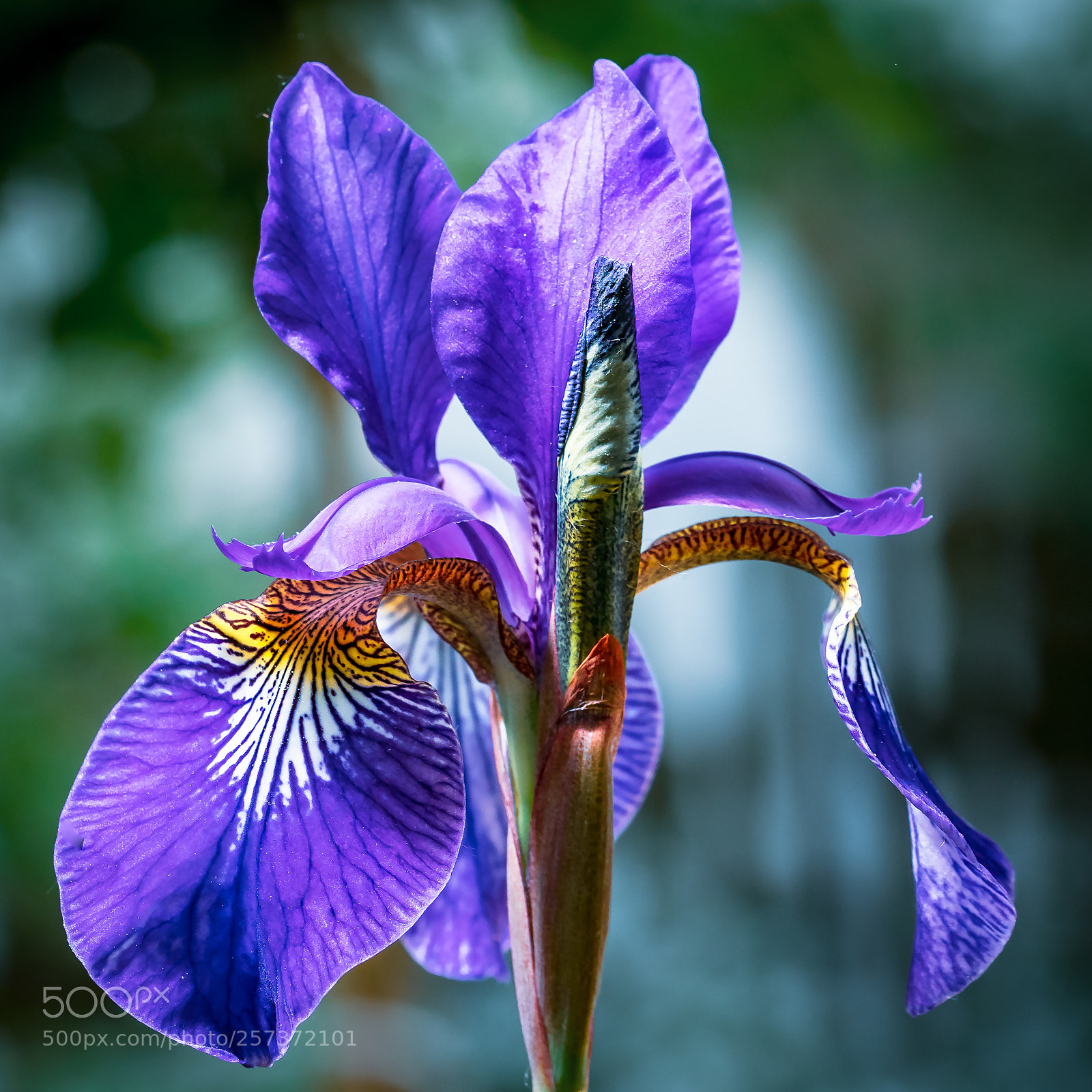 Nikon D500 sample photo. Flower photography