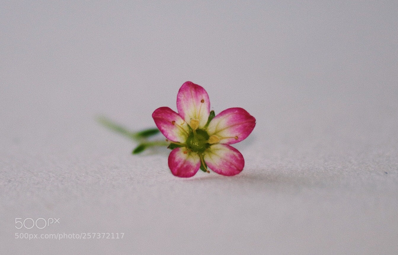 Canon EOS 750D (EOS Rebel T6i / EOS Kiss X8i) sample photo. Pink flower photography