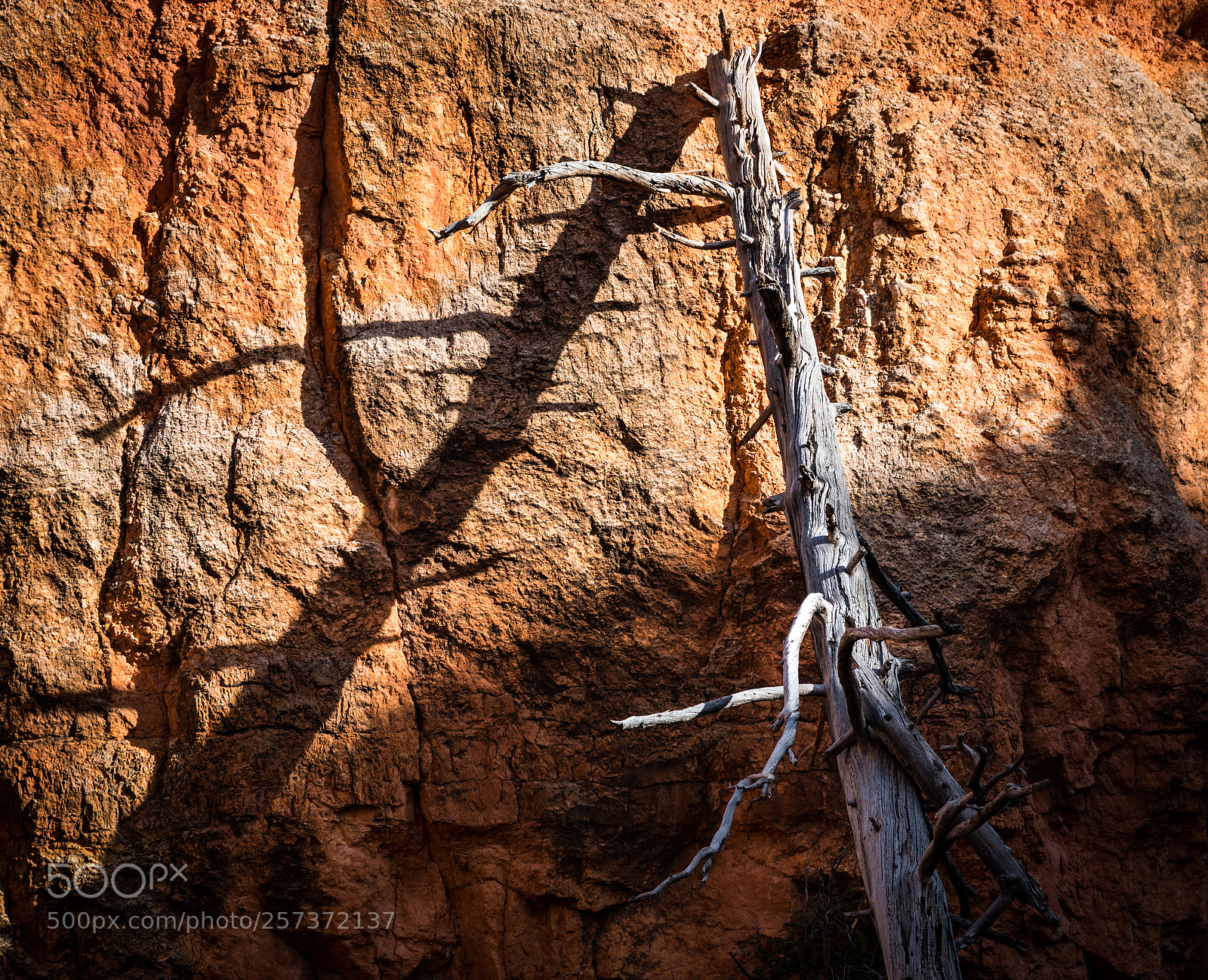 Nikon D750 sample photo. Leaning old tree photography