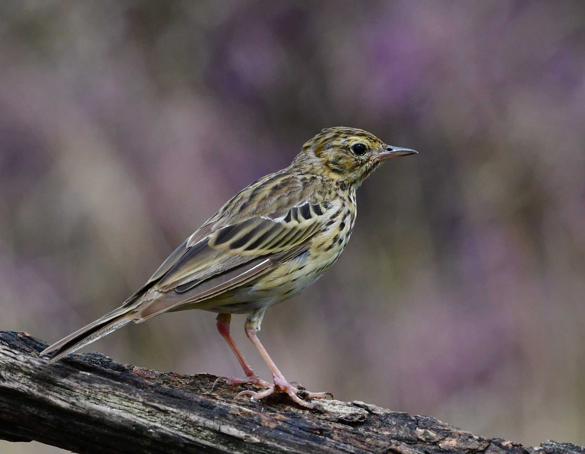 Nikon D500 + Nikon AF-S Nikkor 500mm F4G ED VR sample photo. Boompieper photography