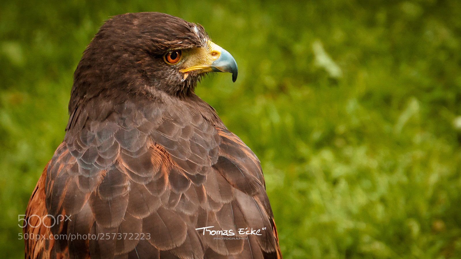 Sony a6000 sample photo. Dsc photography