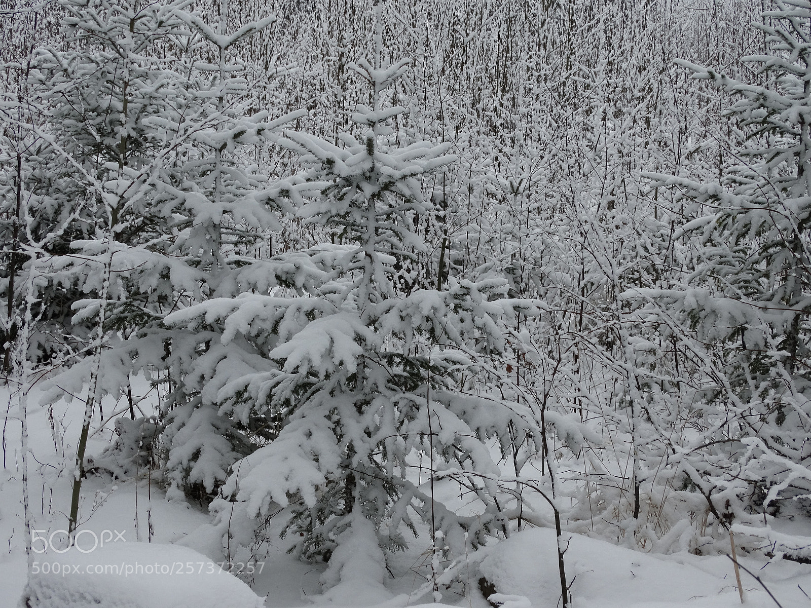 Sony Cyber-shot DSC-HX300 sample photo. Dsc photography