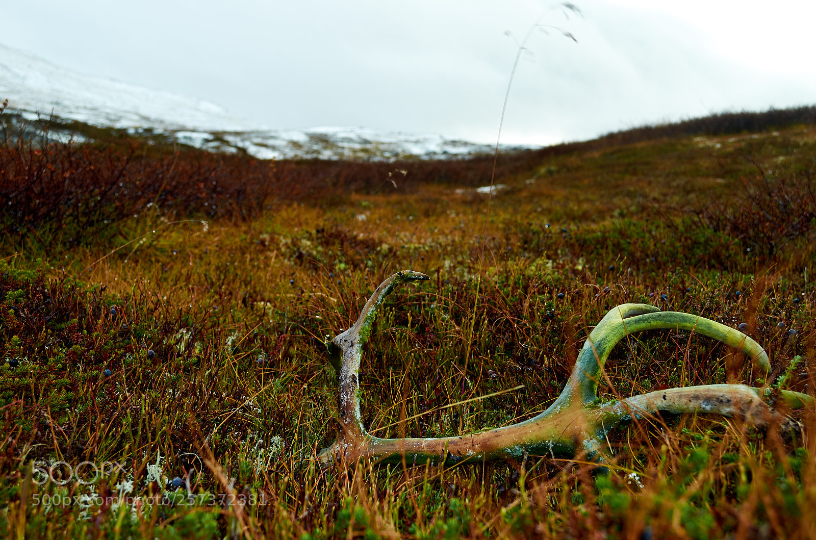 Nikon D5100 sample photo. Reindeer antlers in lapland photography