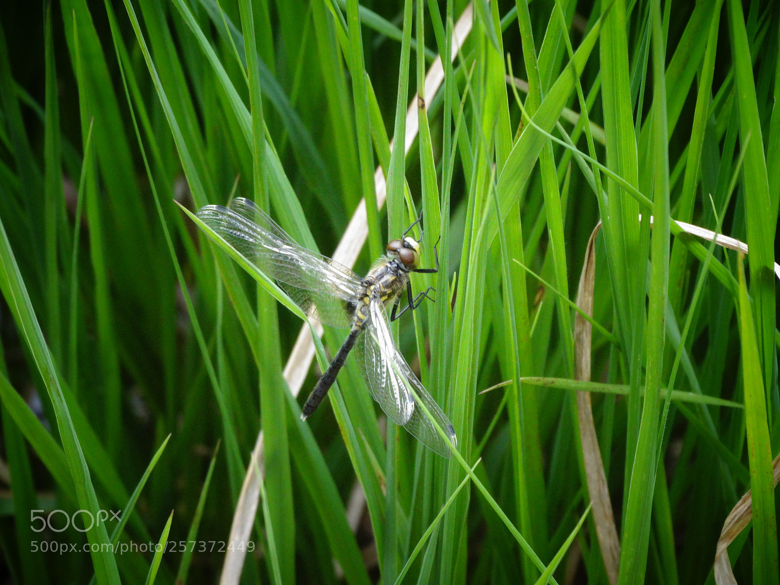Sony Cyber-shot DSC-HX300 sample photo. Dsc photography