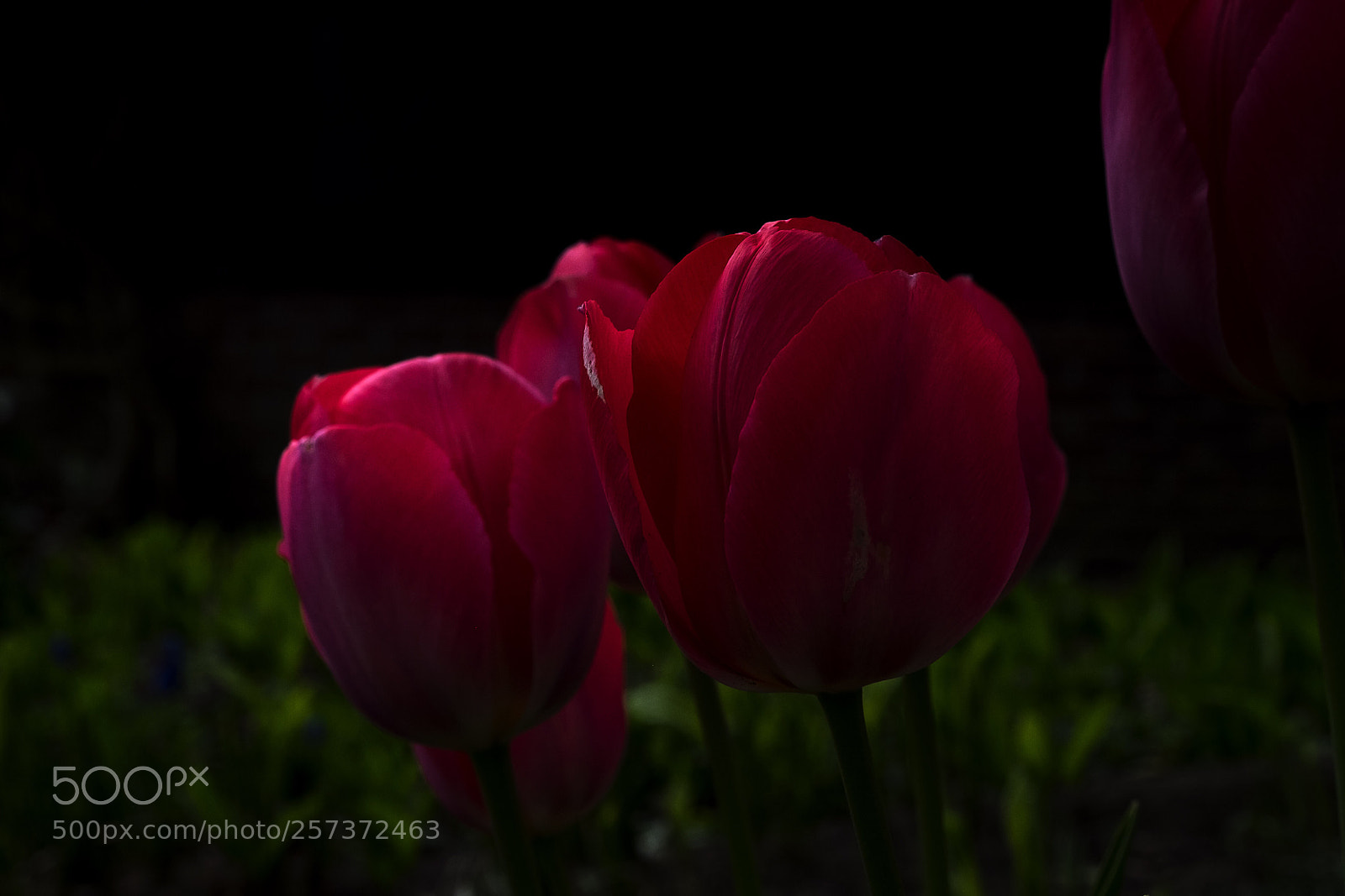 Fujifilm X-T1 sample photo. In full splendor 2 photography