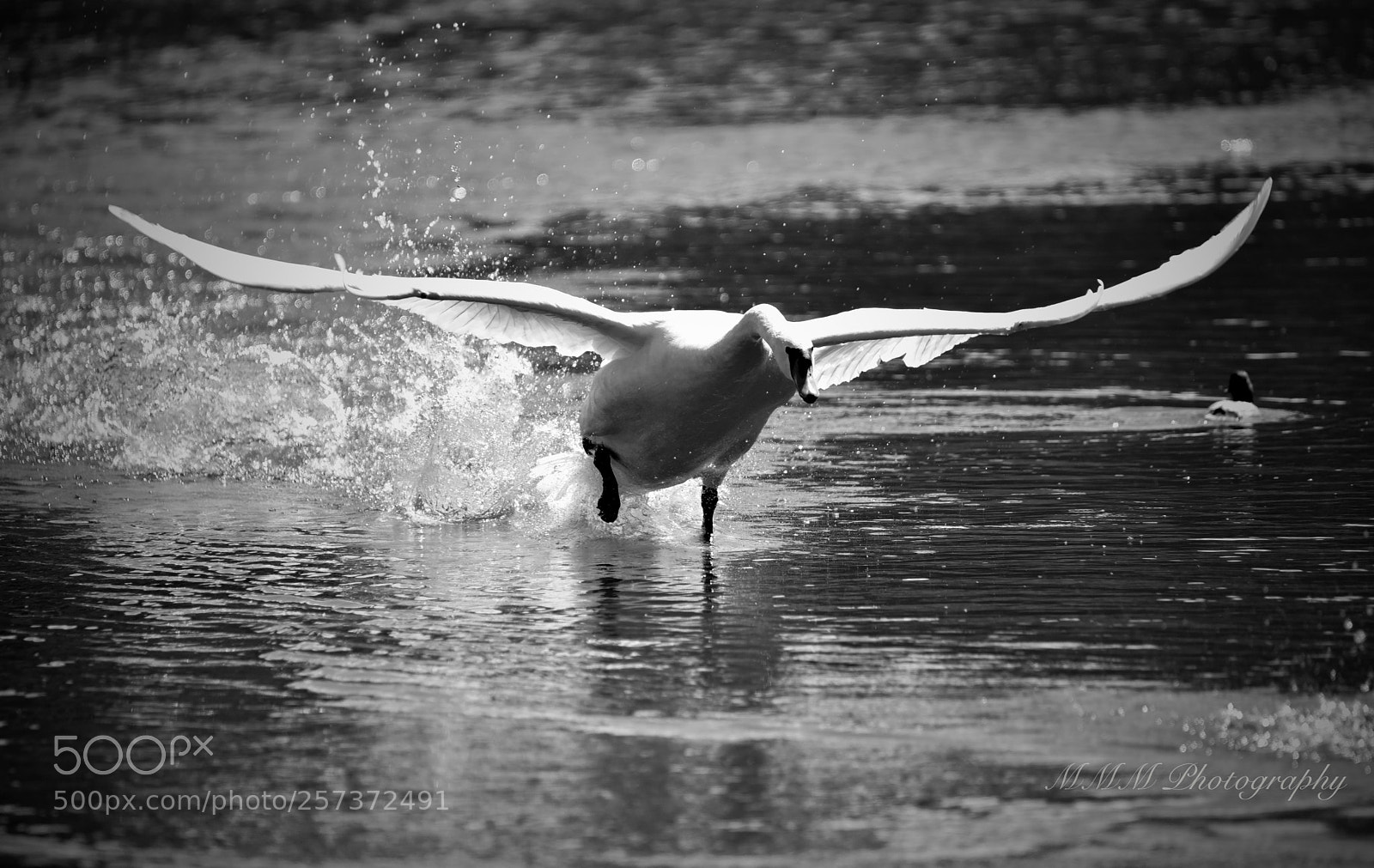 Nikon D750 sample photo. Attacking swan.jpg photography