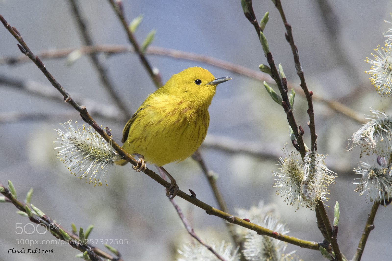 Nikon D500 sample photo. Paruline jaune /  yellow warbler photography