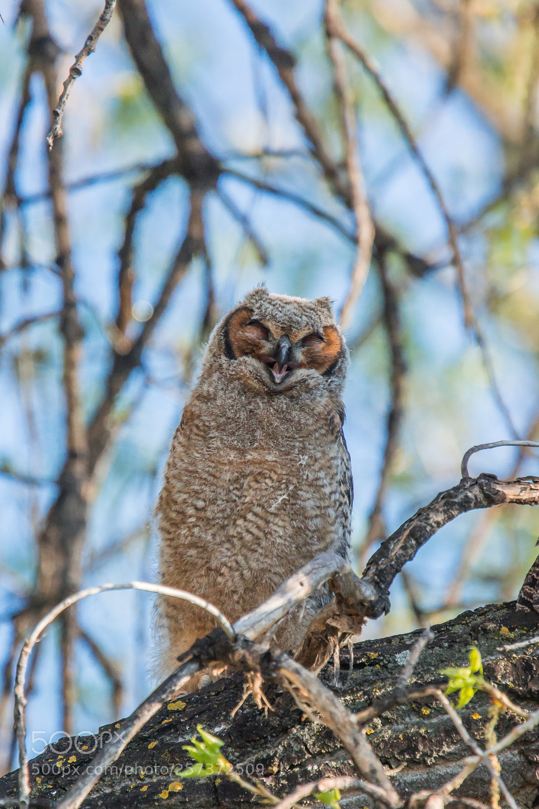 Sony SLT-A77 sample photo. Baby great horned owl photography