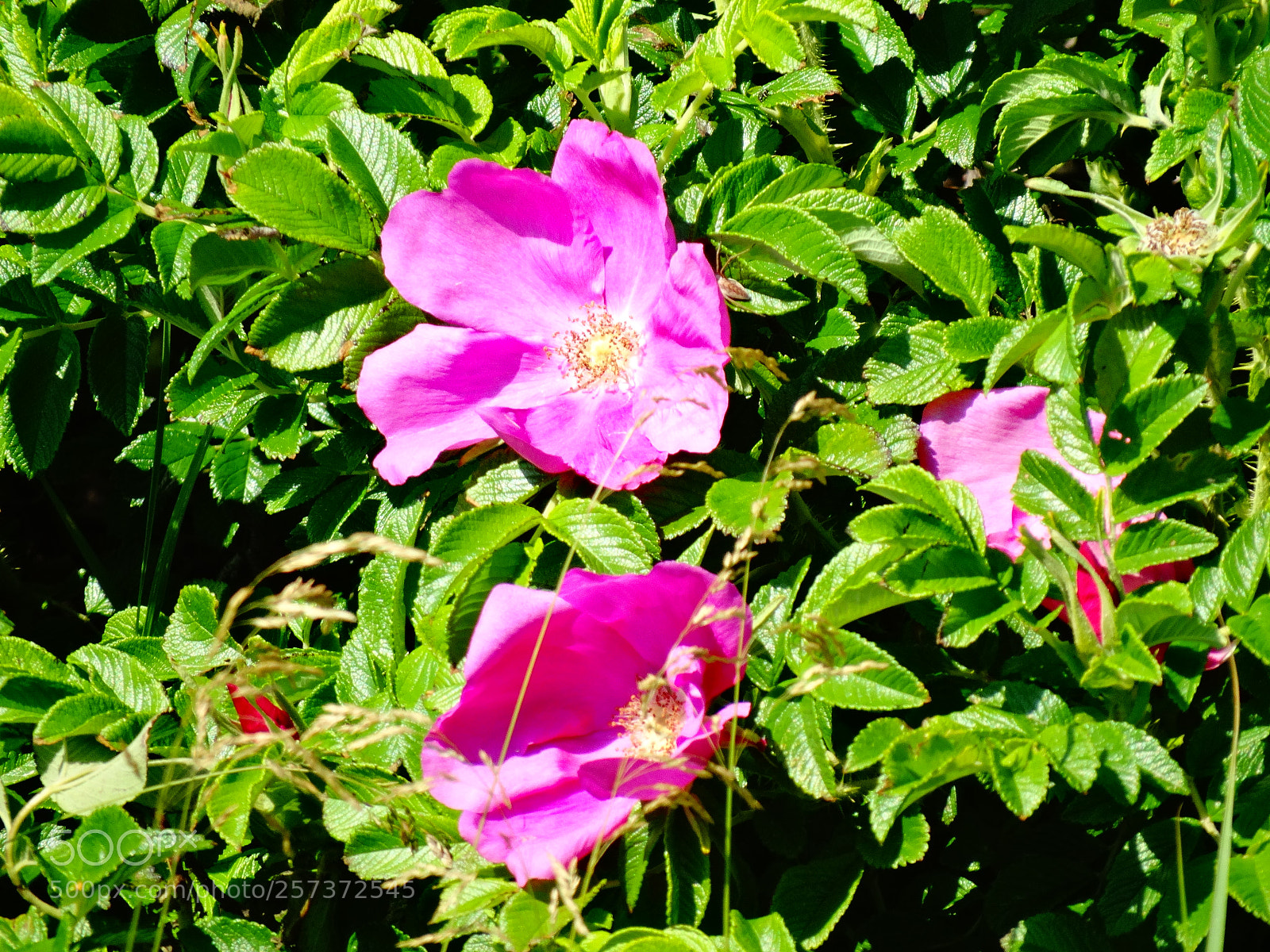 Sony Cyber-shot DSC-HX300 sample photo. Dsc photography