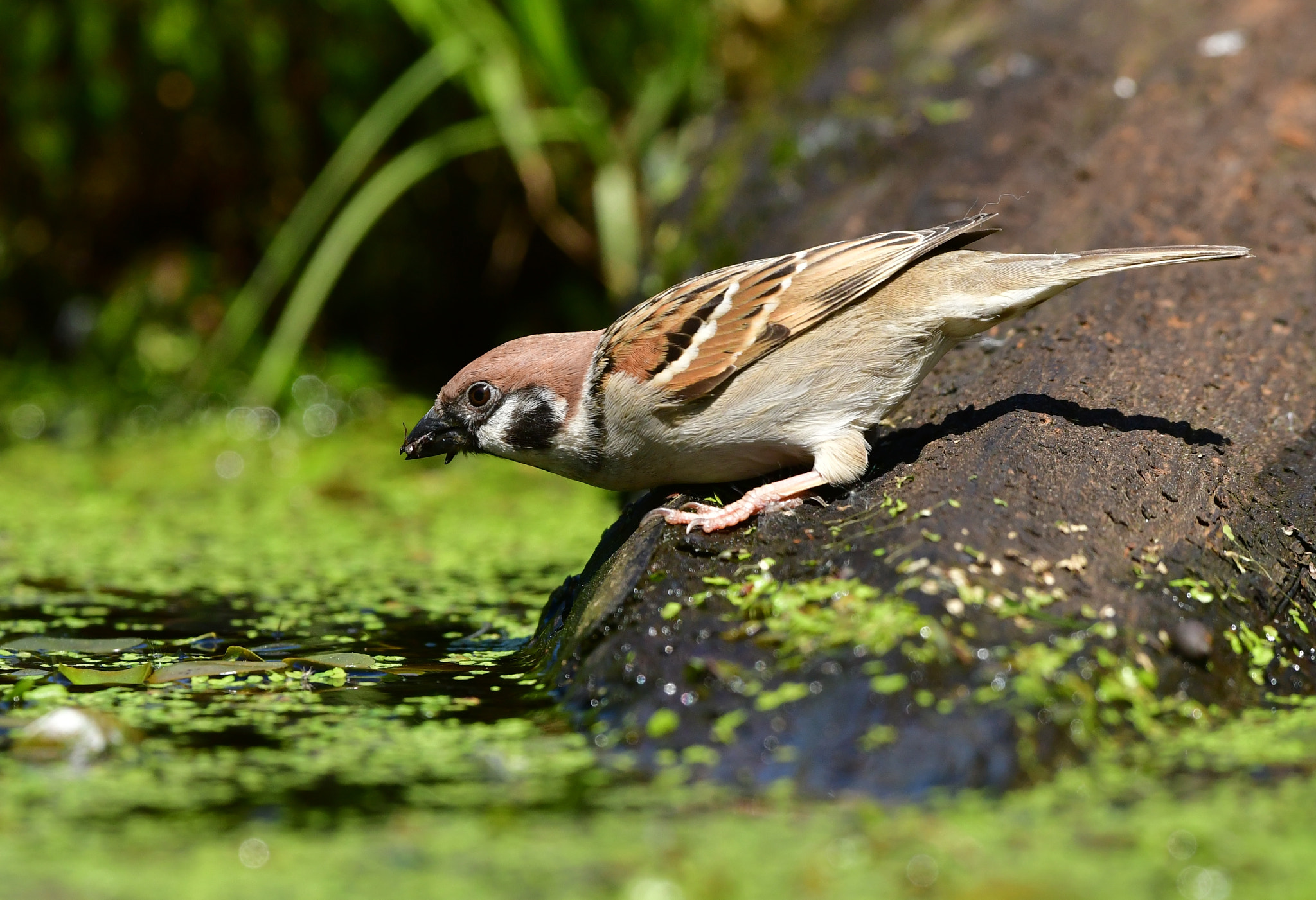 Nikon D500 + Nikon AF-S Nikkor 500mm F4G ED VR sample photo. Ringmus photography