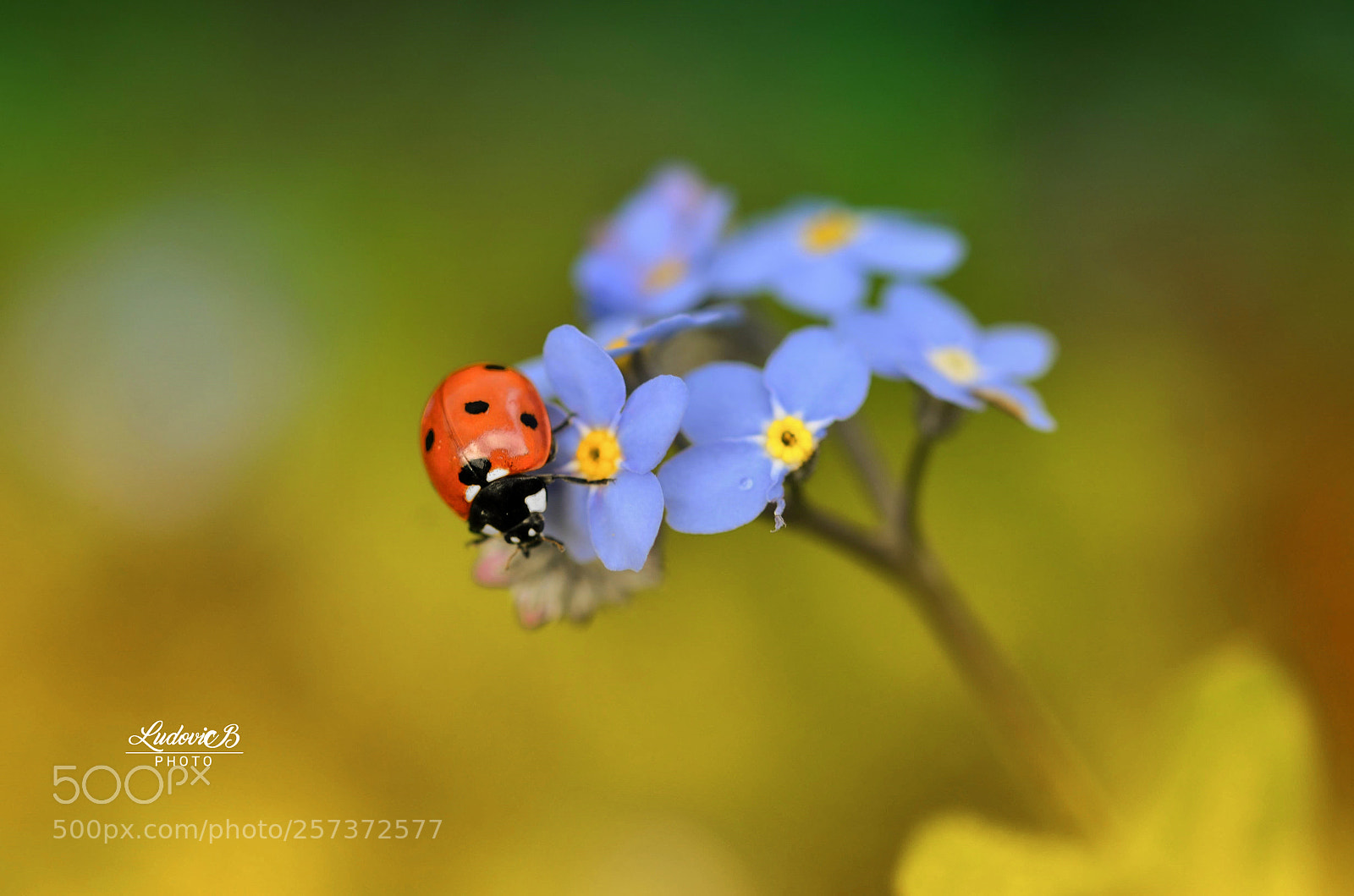 Nikon D7000 sample photo. Coccinelle photography