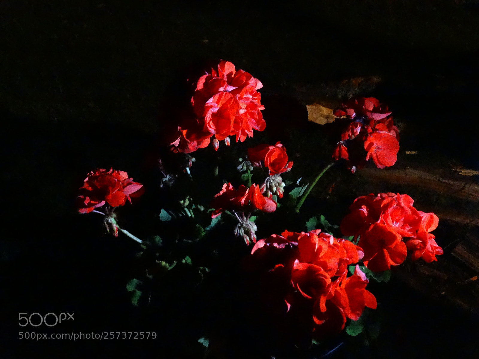 Sony Cyber-shot DSC-HX300 sample photo. Dsc photography