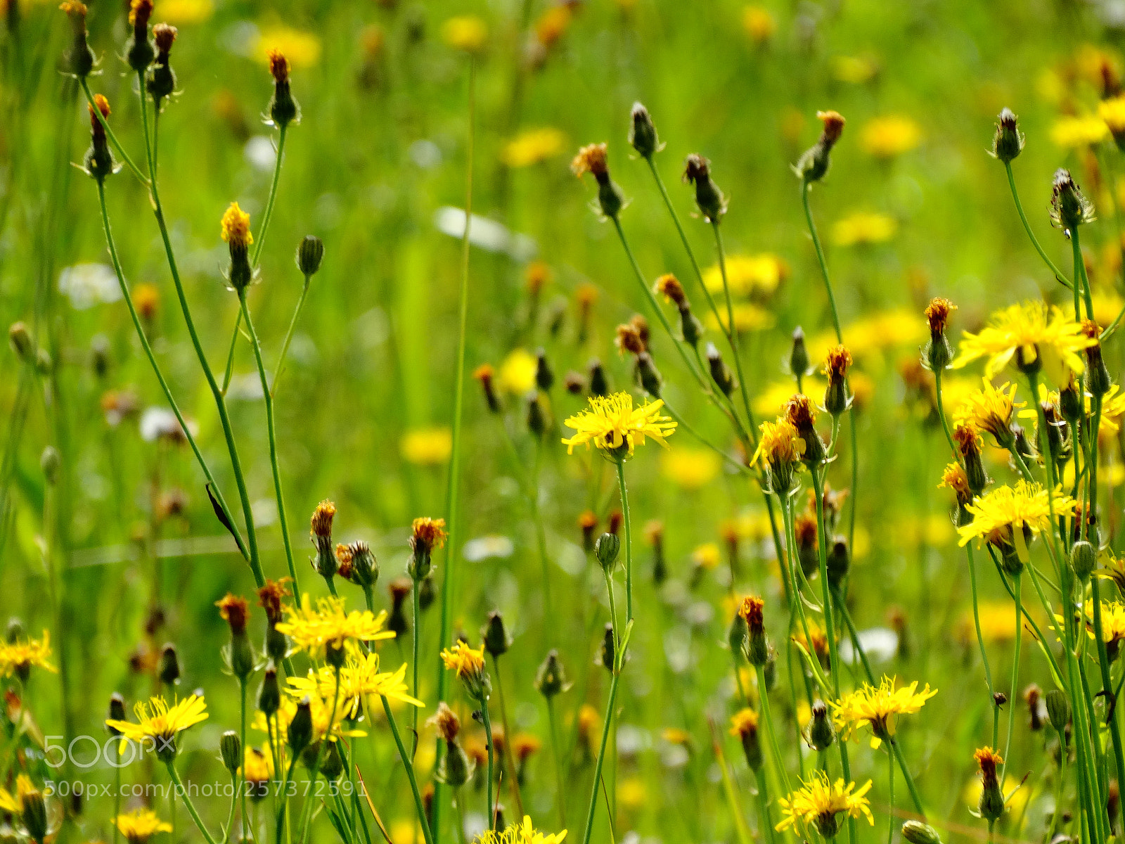 Sony Cyber-shot DSC-HX300 sample photo. Dsc photography