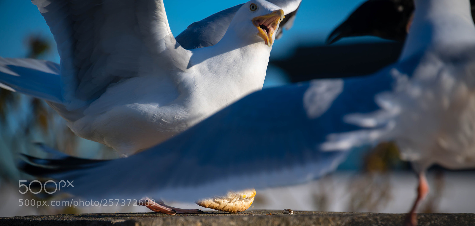 Nikon D850 sample photo. Bread wars photography