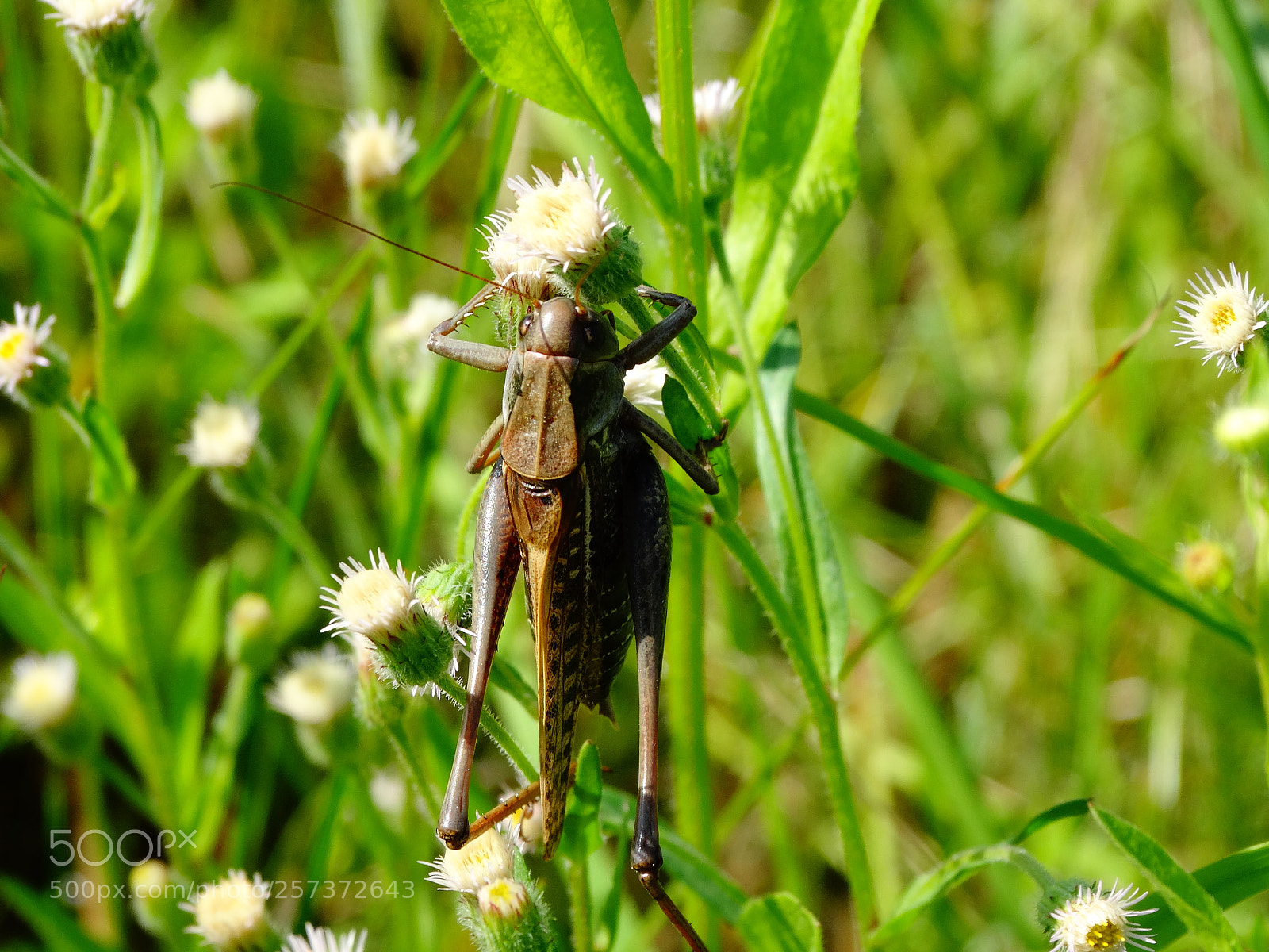 Sony Cyber-shot DSC-HX300 sample photo. Dsc photography