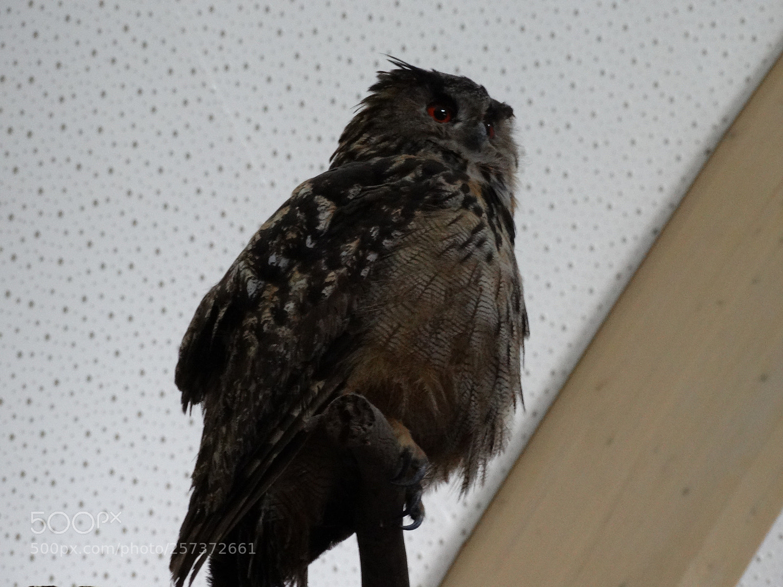 Sony Cyber-shot DSC-HX300 sample photo. Dsc photography