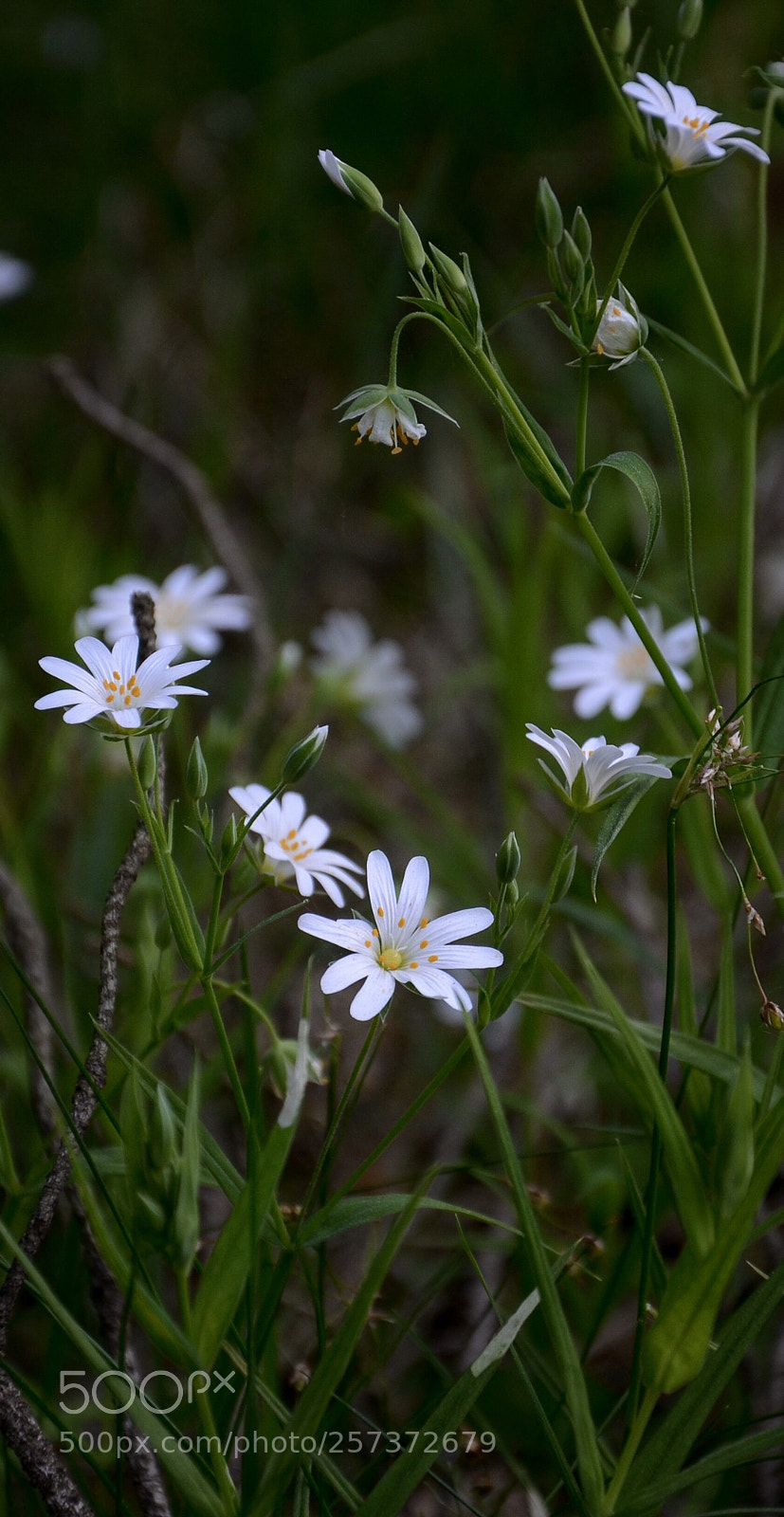 Nikon D7000 sample photo. Forest photography