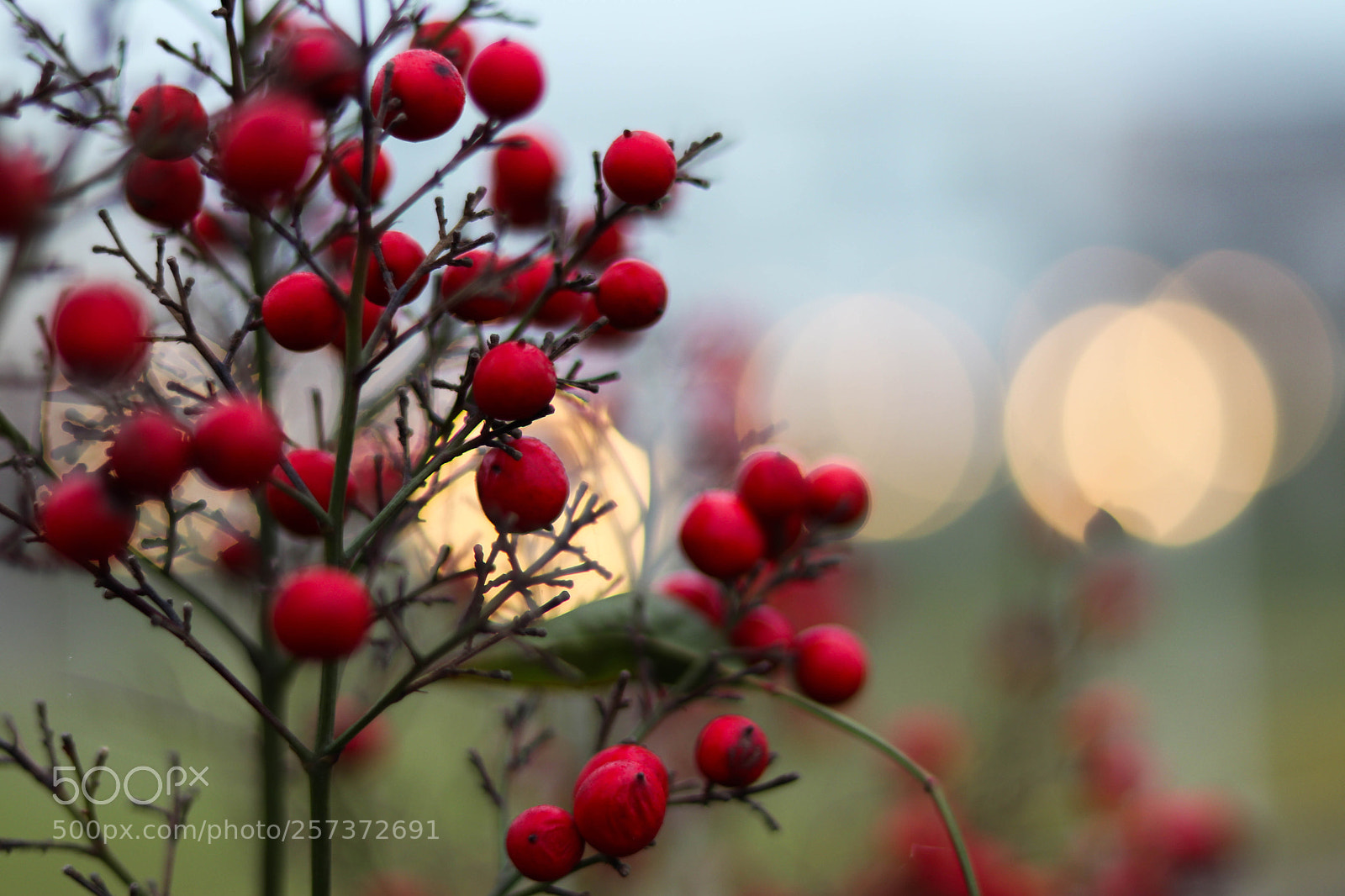 Canon EOS 77D (EOS 9000D / EOS 770D) sample photo. The red photography
