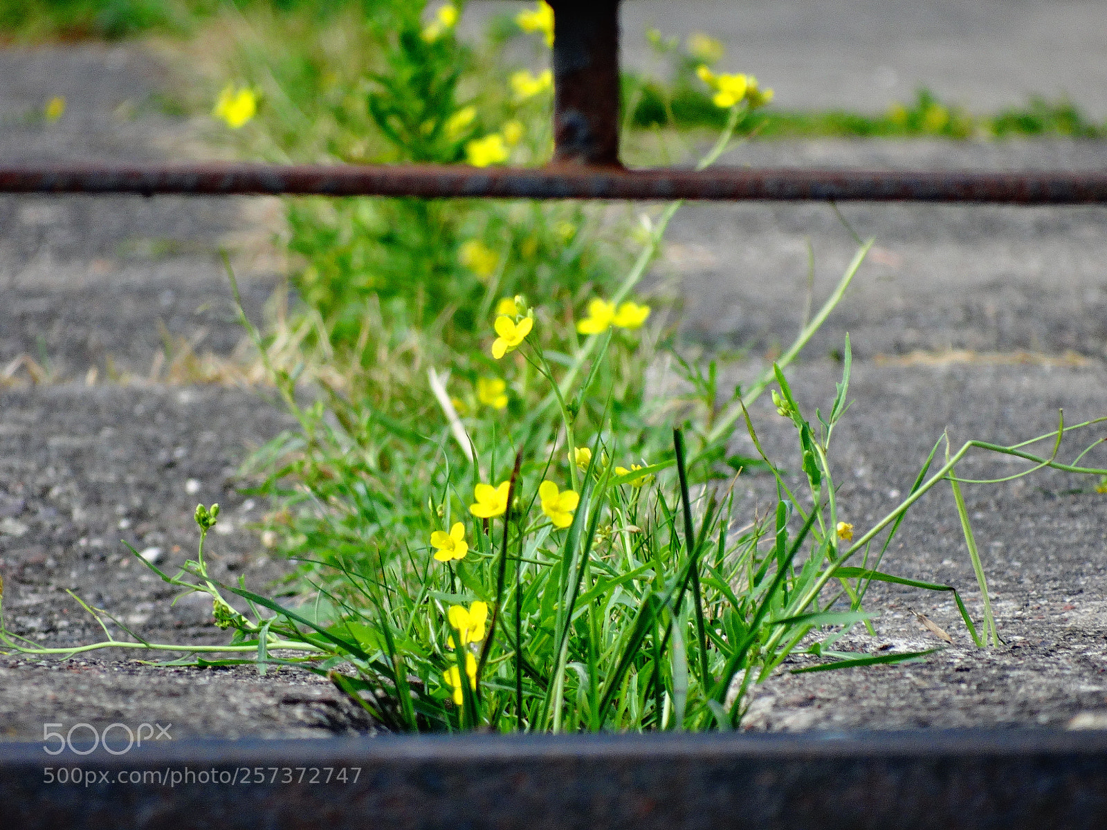 Sony Cyber-shot DSC-HX300 sample photo. Dsc photography