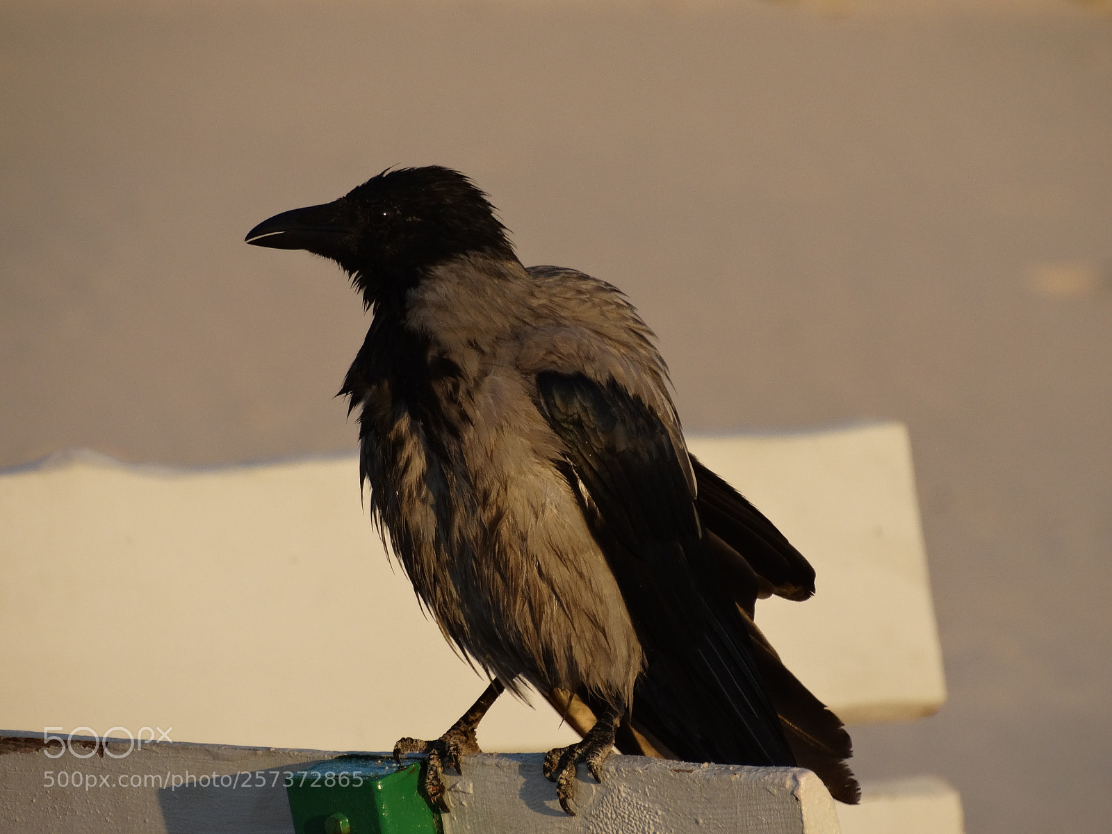 Sony Cyber-shot DSC-HX300 sample photo. Dsc photography