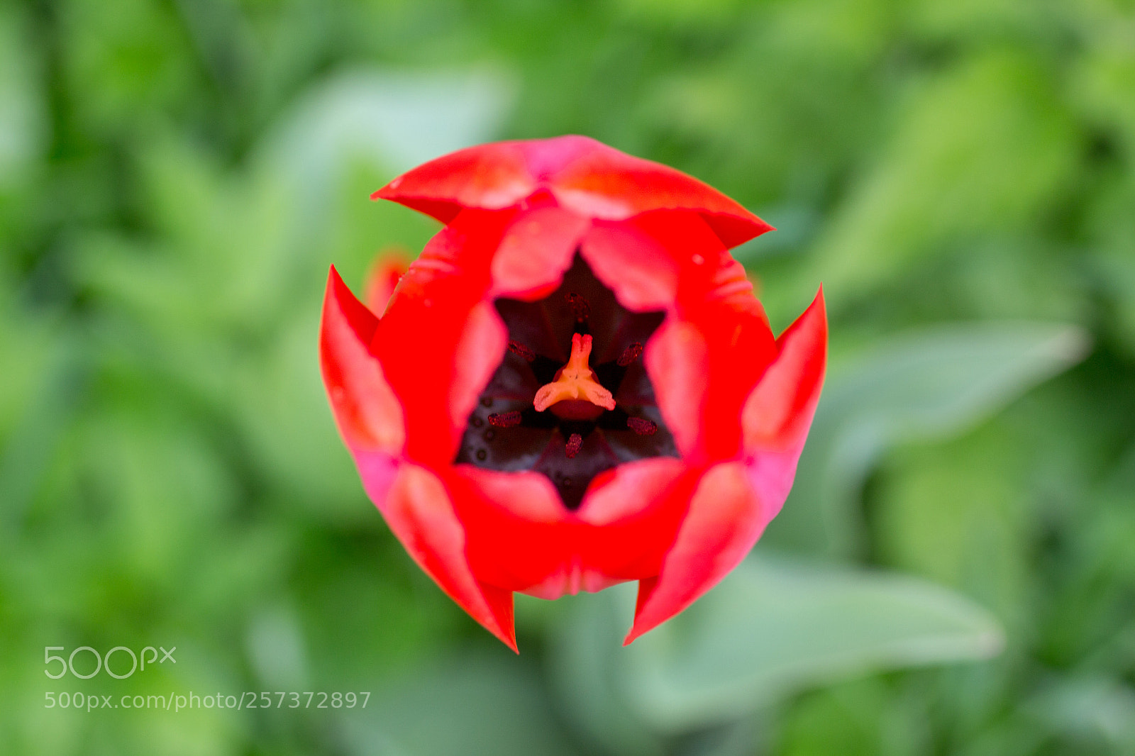 Canon EOS 650D (EOS Rebel T4i / EOS Kiss X6i) sample photo. Red tulip photography