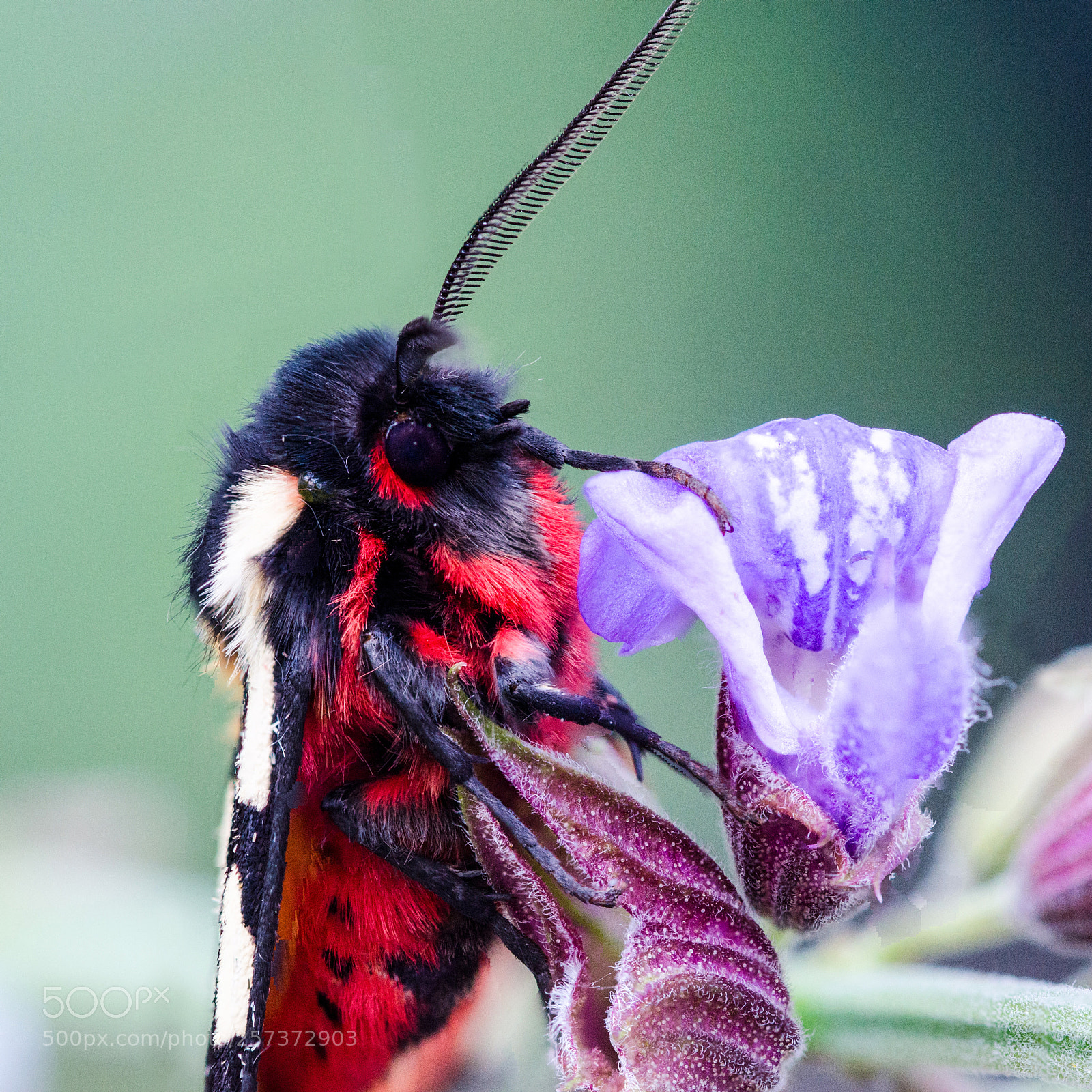 Nikon D7000 sample photo. 09052018_5-2.jpg photography