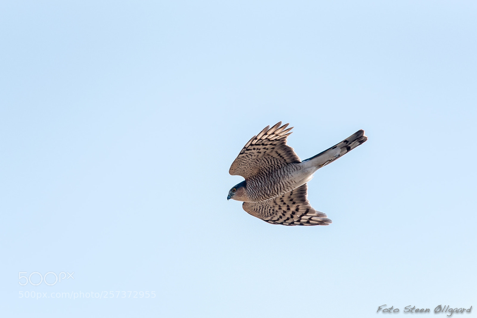 Nikon D750 sample photo. Sparrowhawk photography