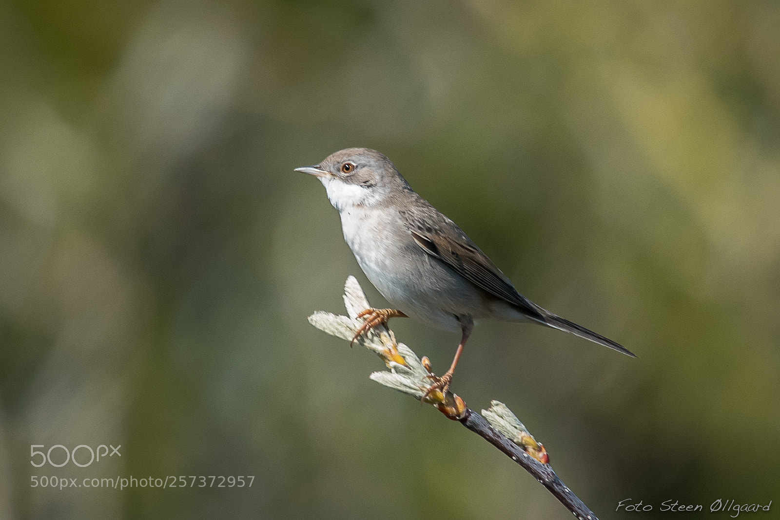 Nikon D750 sample photo. Whitethroat photography