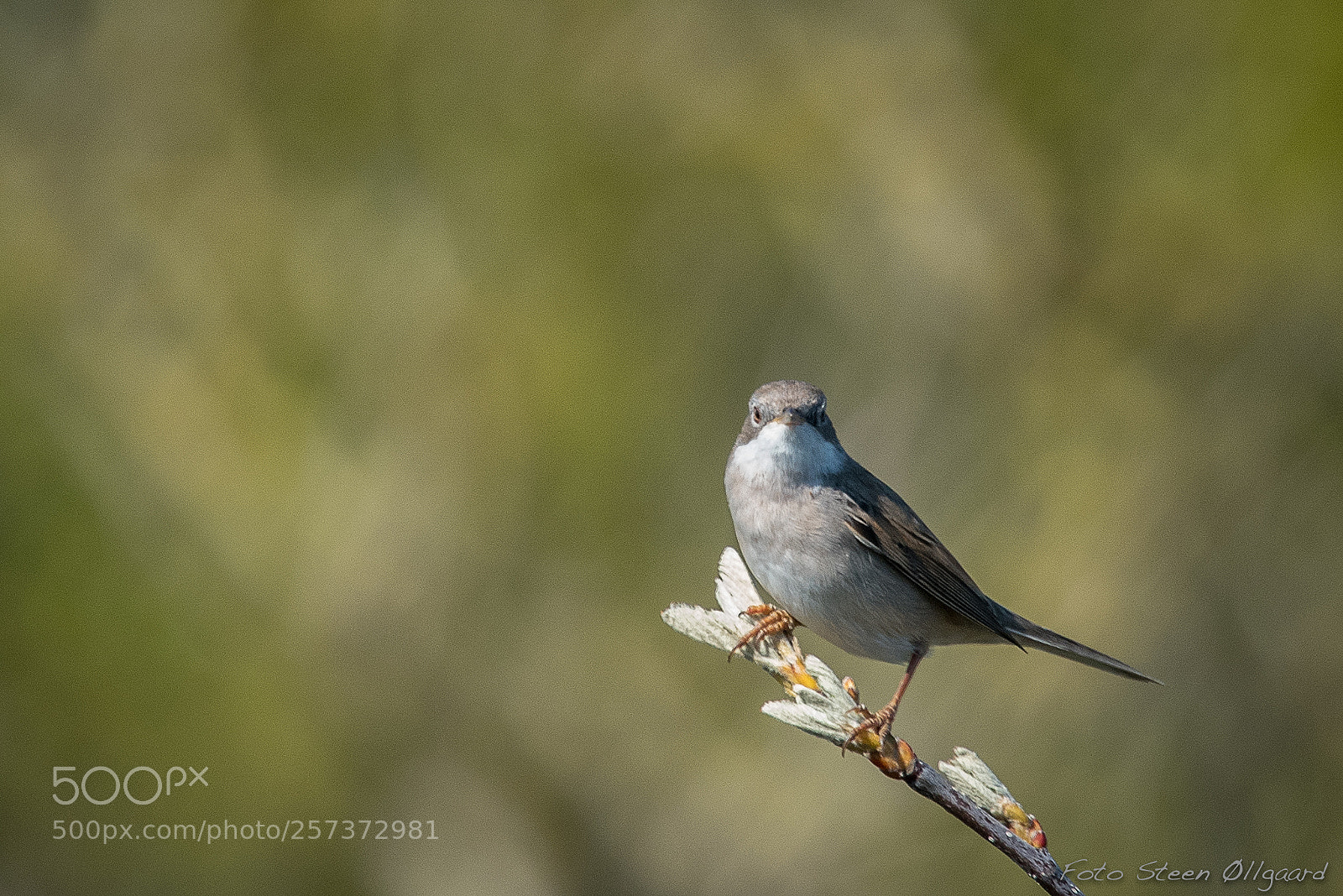 Nikon D750 sample photo. Whitethroat photography