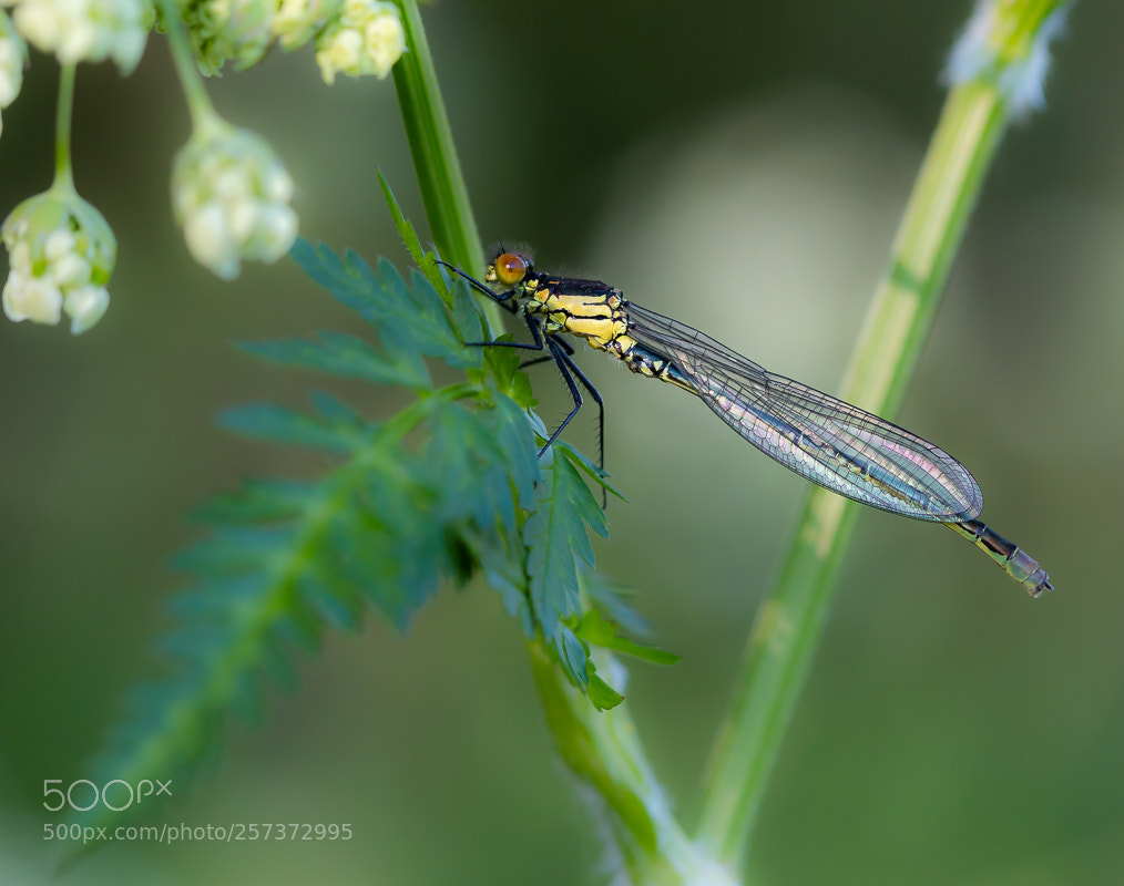 Canon EOS 70D sample photo. Grote roodoogjuffer (man) photography