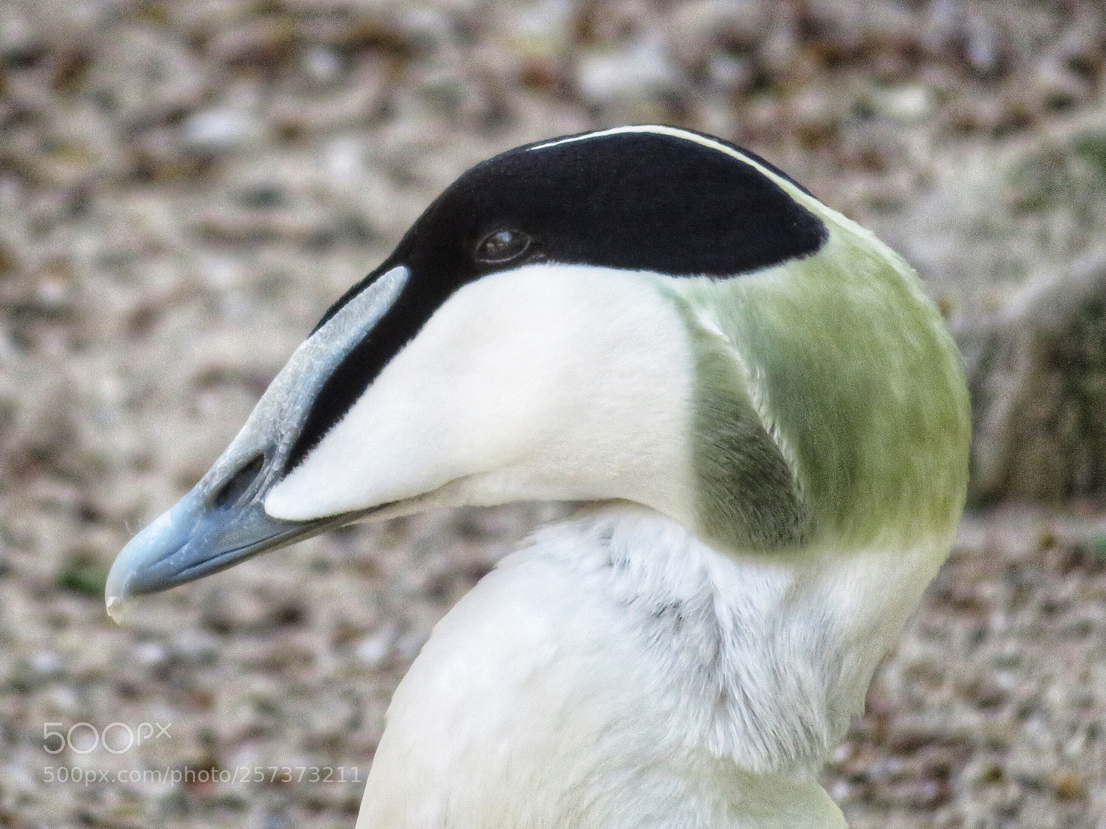 Canon PowerShot SX720 HS sample photo. Common eider profile photography