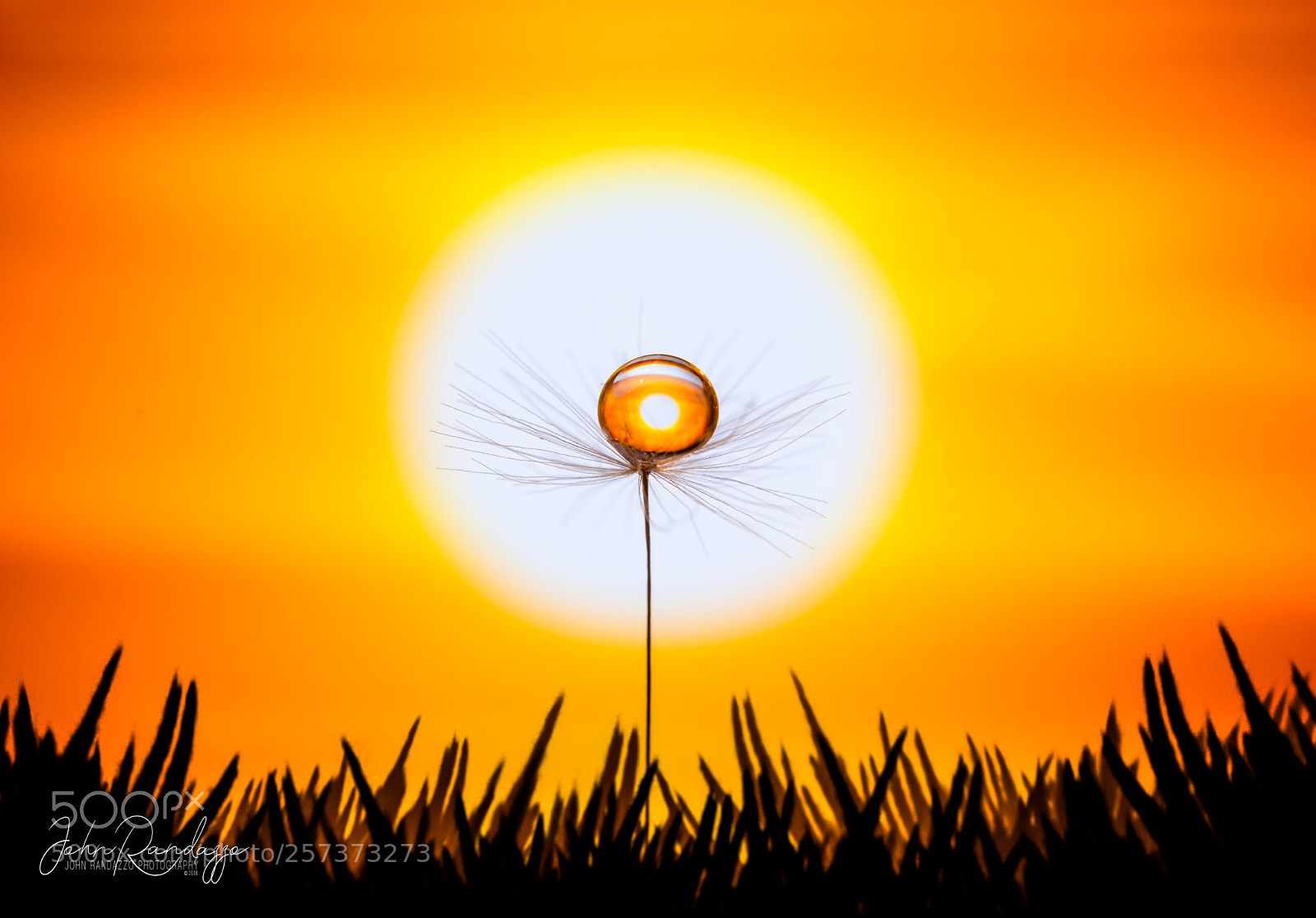 Nikon D810 sample photo. Sunset dandelion with droplet photography