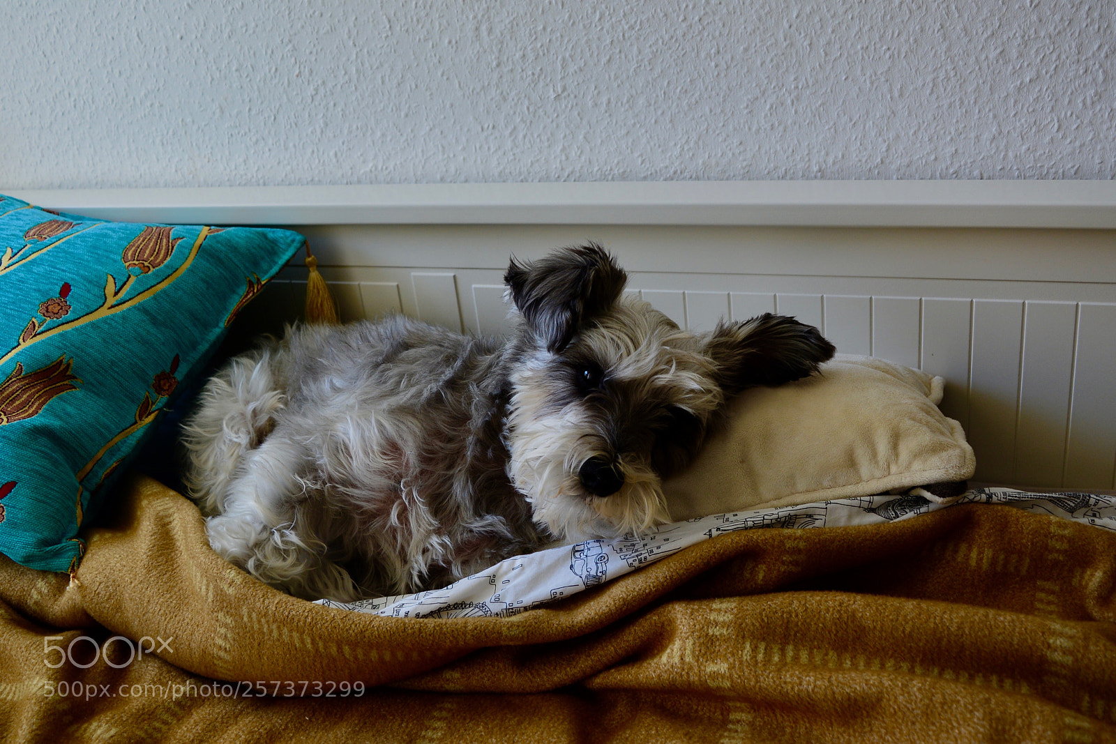 Nikon D5200 sample photo. Sleeping in bed... photography