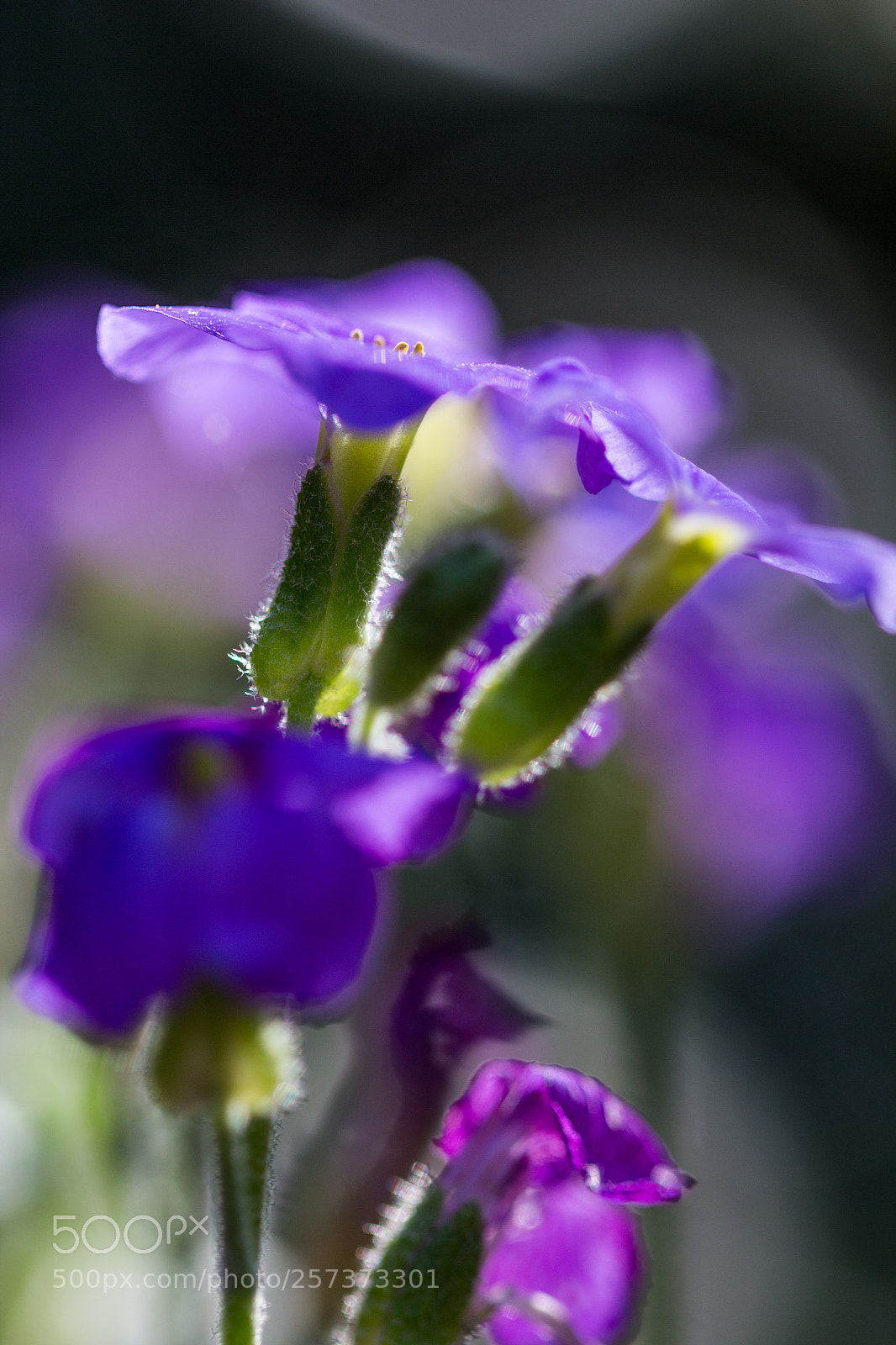 Canon EOS 650D (EOS Rebel T4i / EOS Kiss X6i) sample photo. Not so deep purple photography