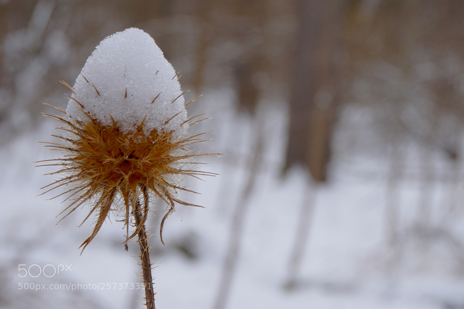 Sony Alpha a5000 (ILCE 5000) sample photo. Spring is already in photography