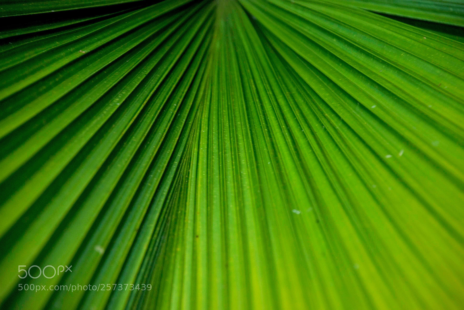 Nikon D80 sample photo. Palm leaf close up photography