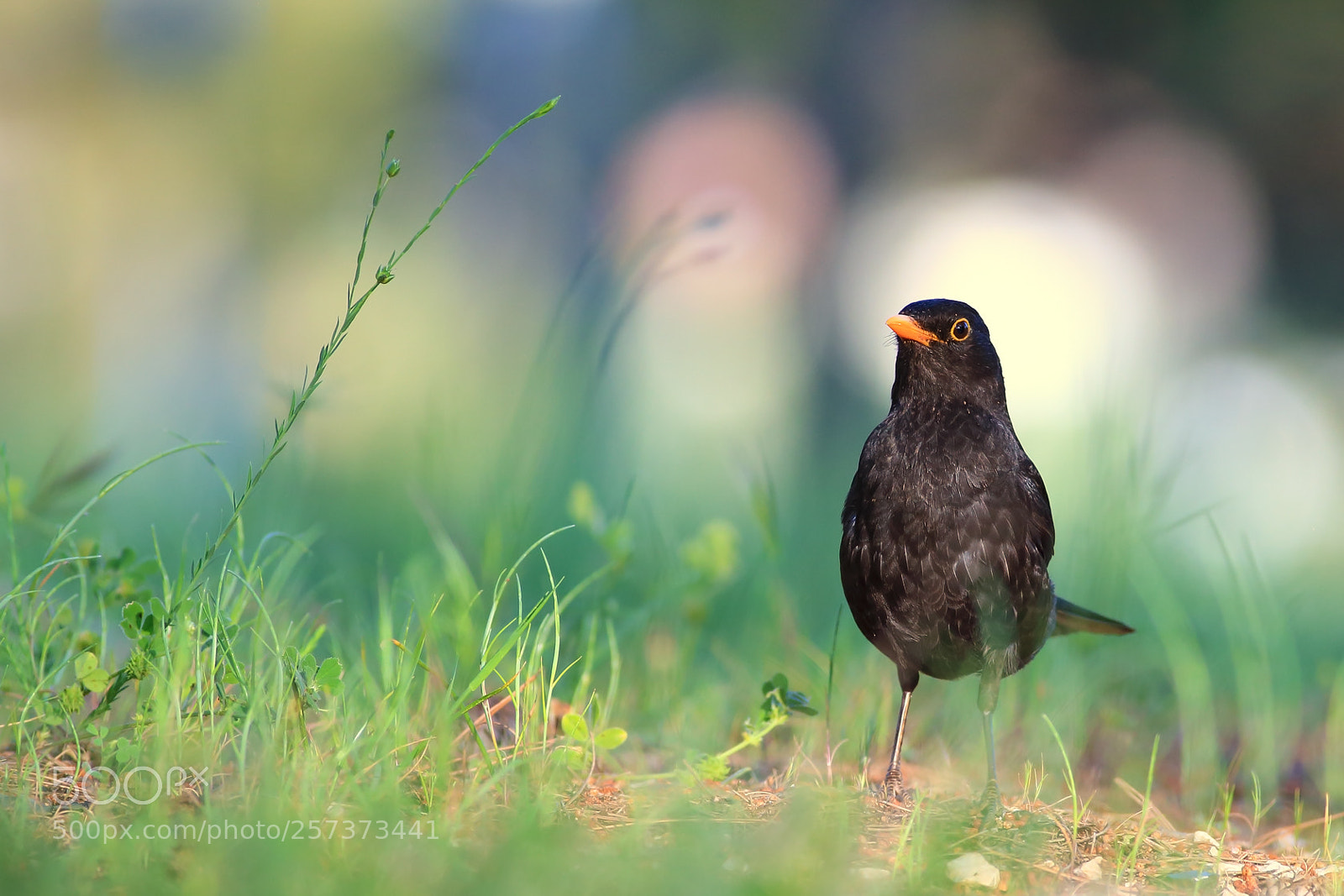Canon EOS 6D sample photo. Common blackbird photography