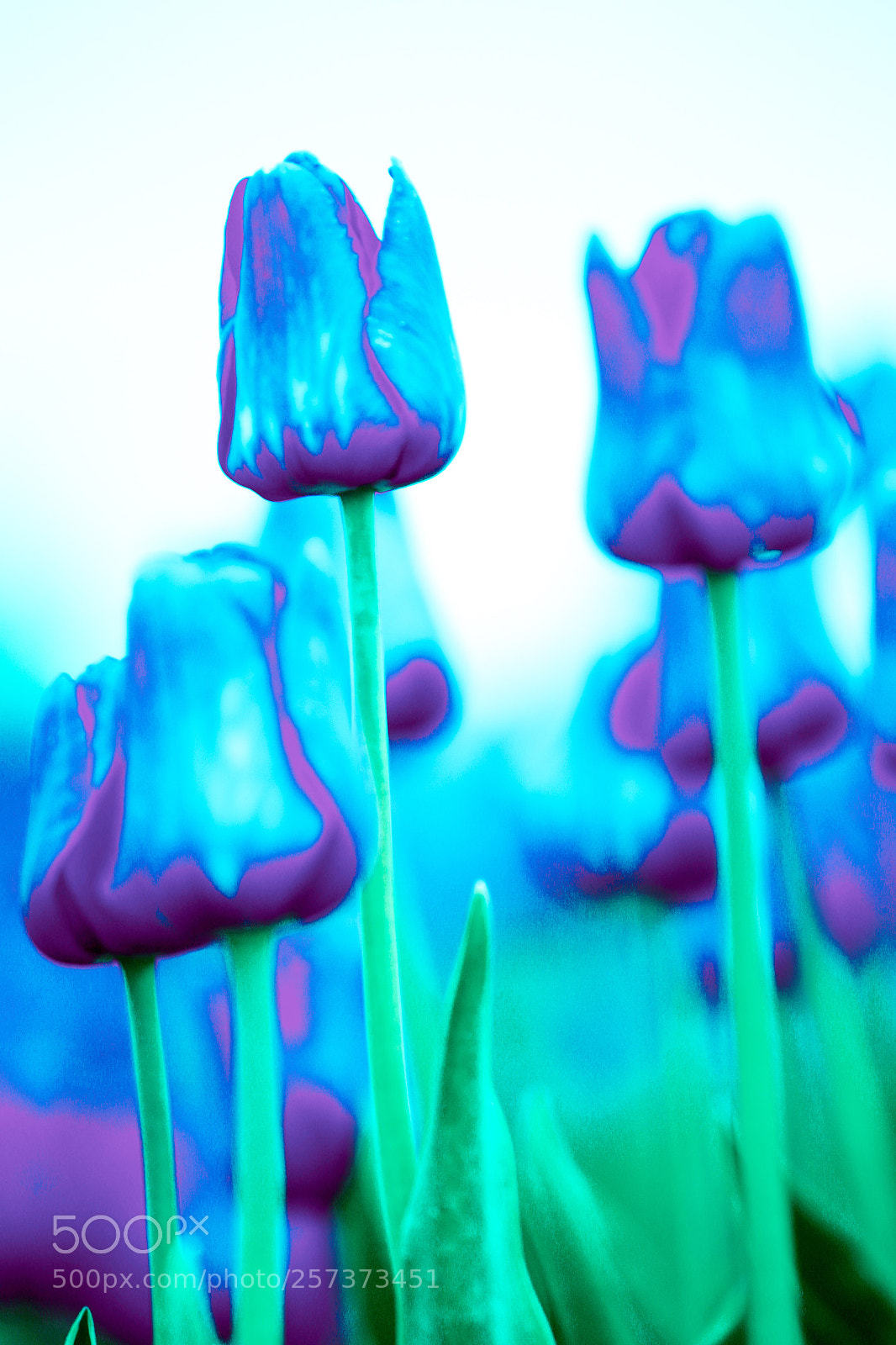 Canon EOS 6D sample photo. Blue photography