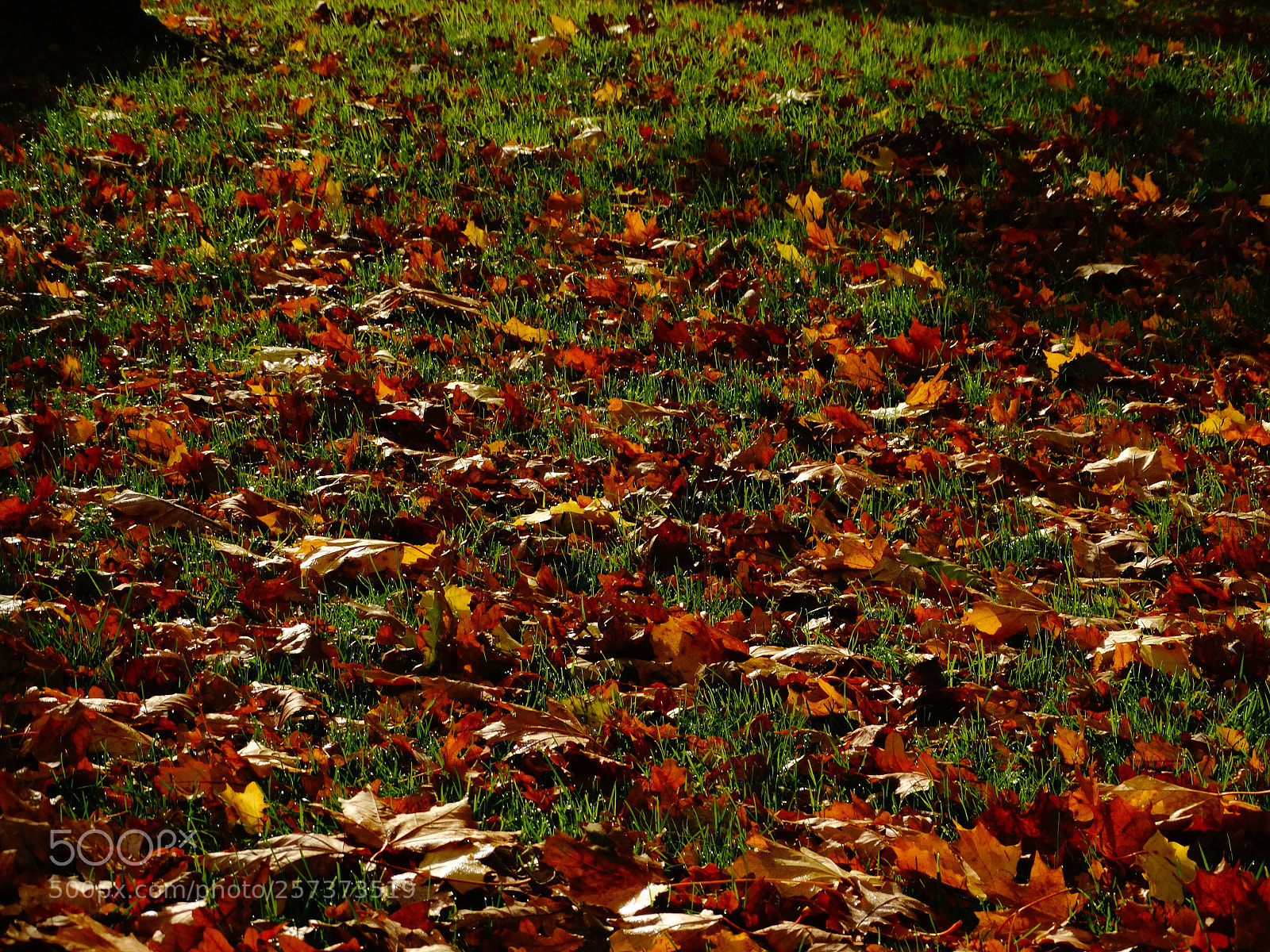 Sony Cyber-shot DSC-HX300 sample photo. Dsc photography