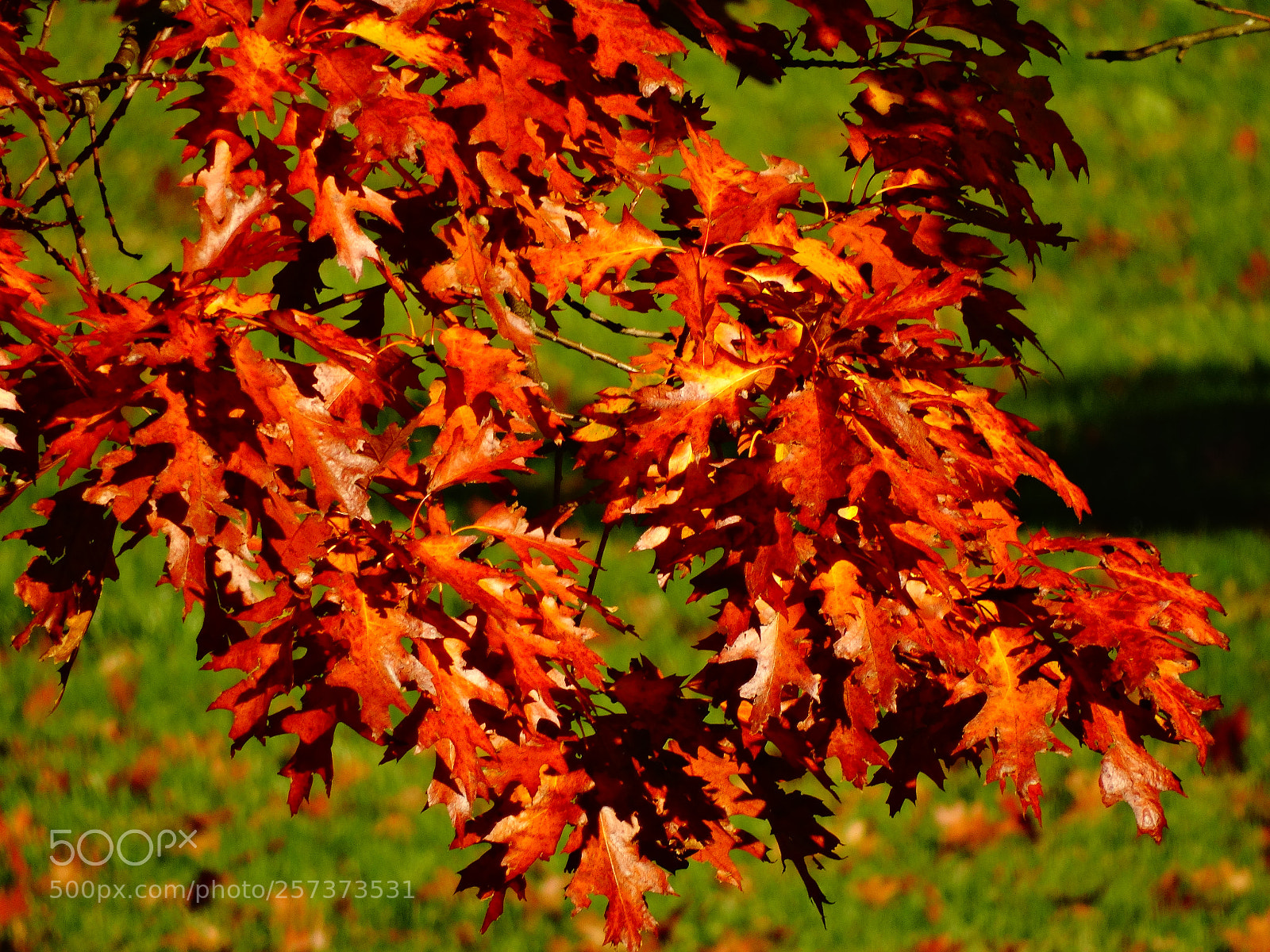 Sony Cyber-shot DSC-HX300 sample photo. Dsc photography