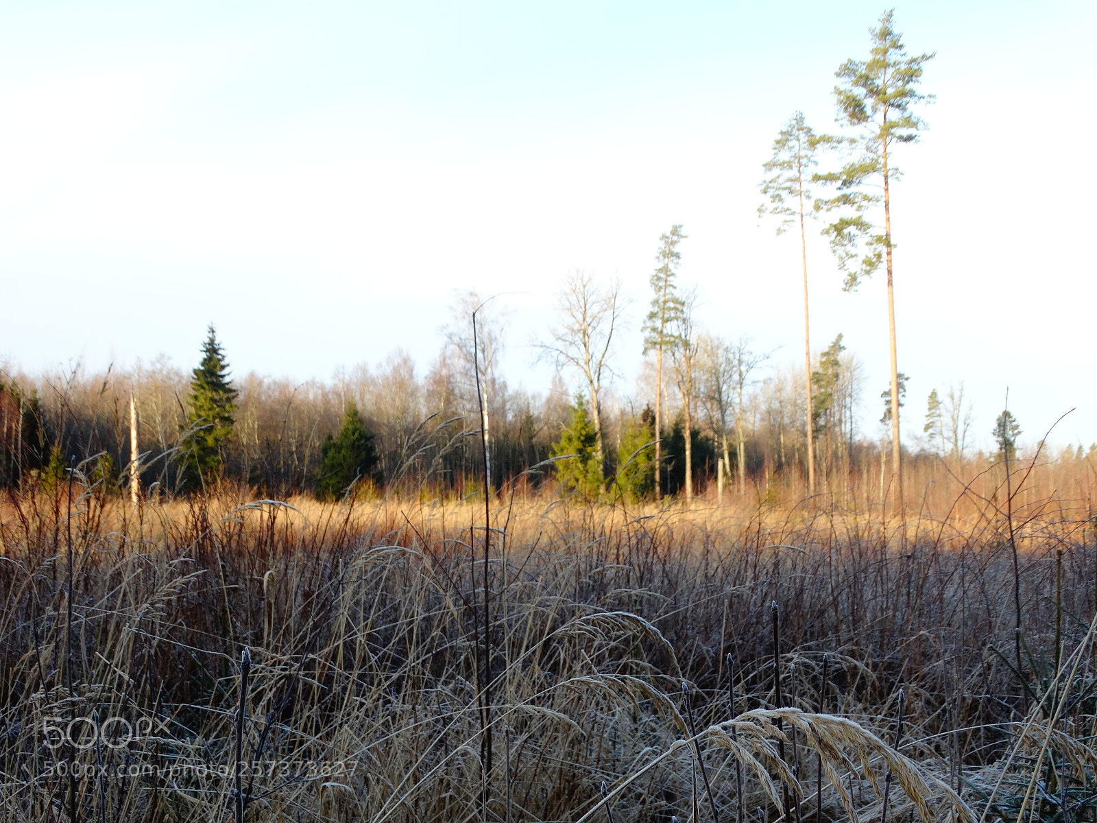 Sony Cyber-shot DSC-HX300 sample photo. Dsc photography