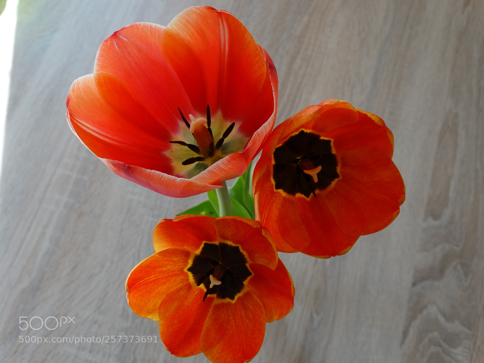 Sony Cyber-shot DSC-HX300 sample photo. Dsc photography