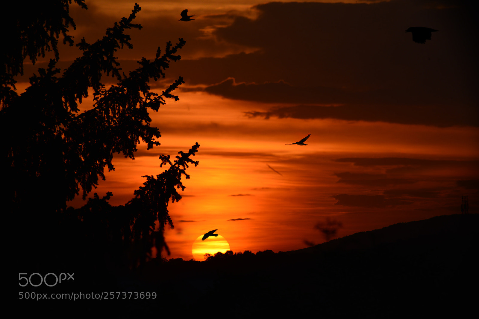 Nikon D800 sample photo. Crows at sunset photography