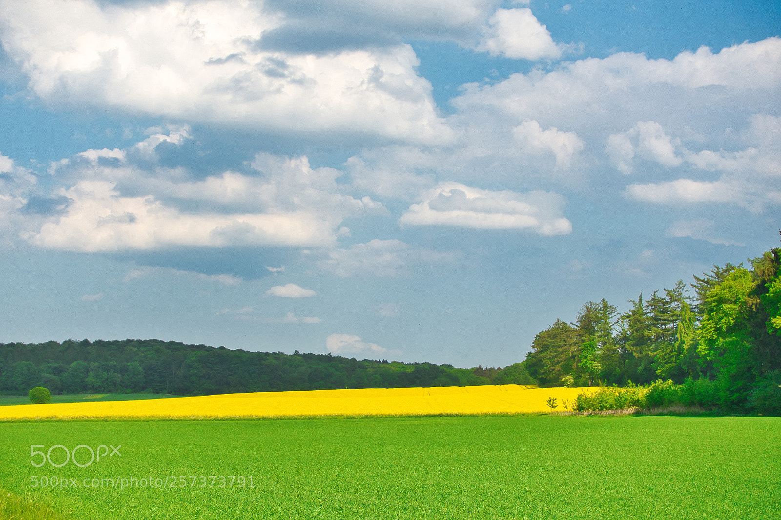 Sony Cyber-shot DSC-RX100 III sample photo. Rapeseed photography