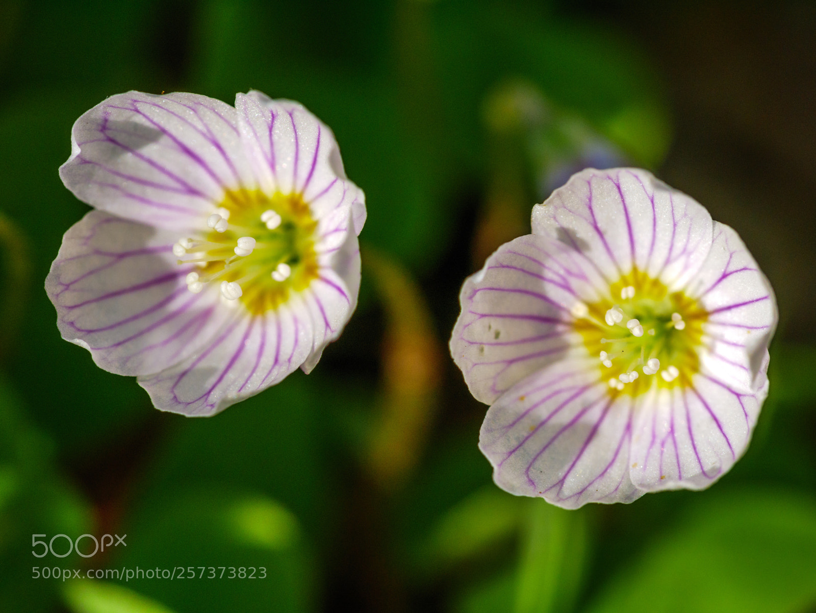 Panasonic Lumix DMC-GX85 (Lumix DMC-GX80 / Lumix DMC-GX7 Mark II) sample photo. Twins photography